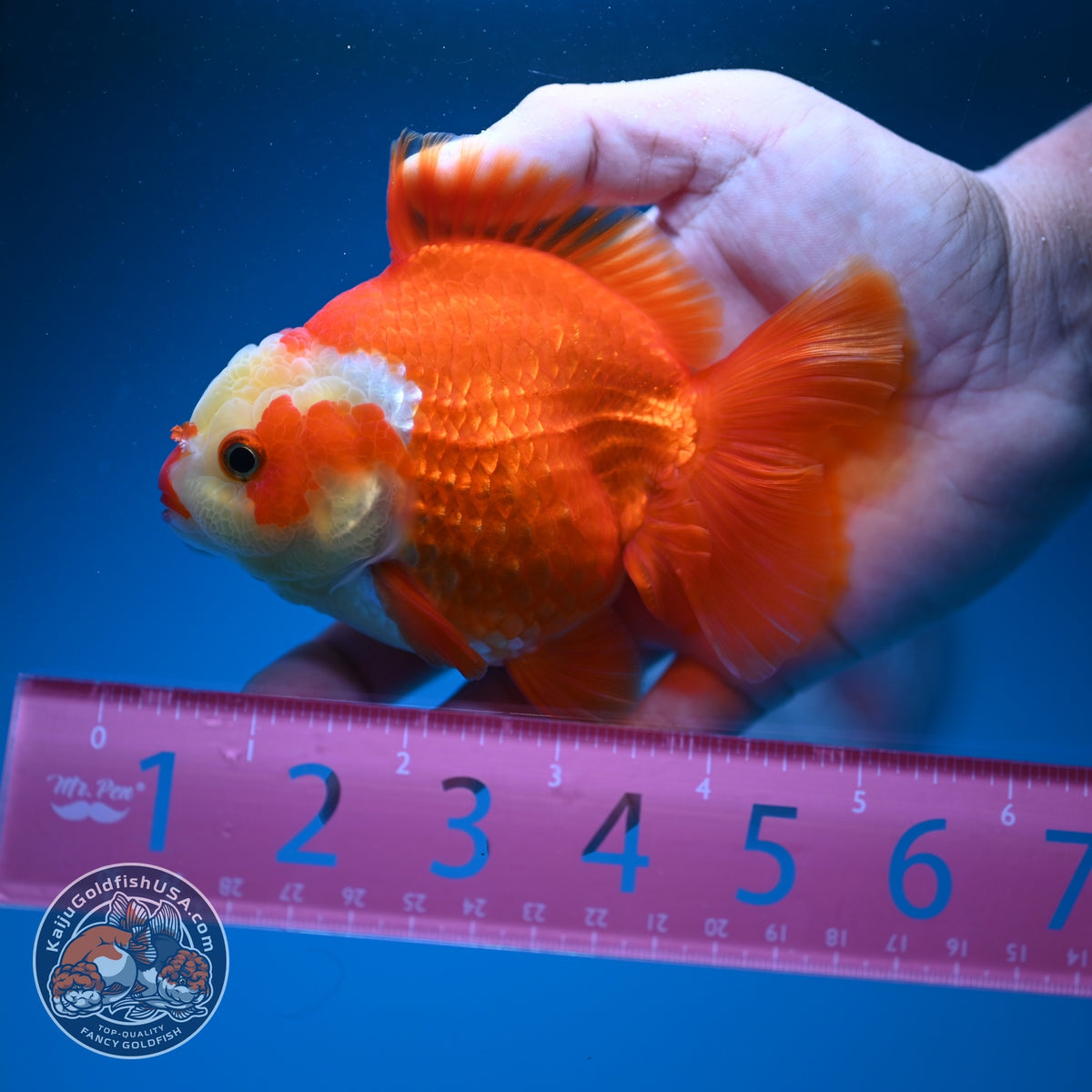 Red White YuanBao Oranda 4 inch Body (261002_OR02)