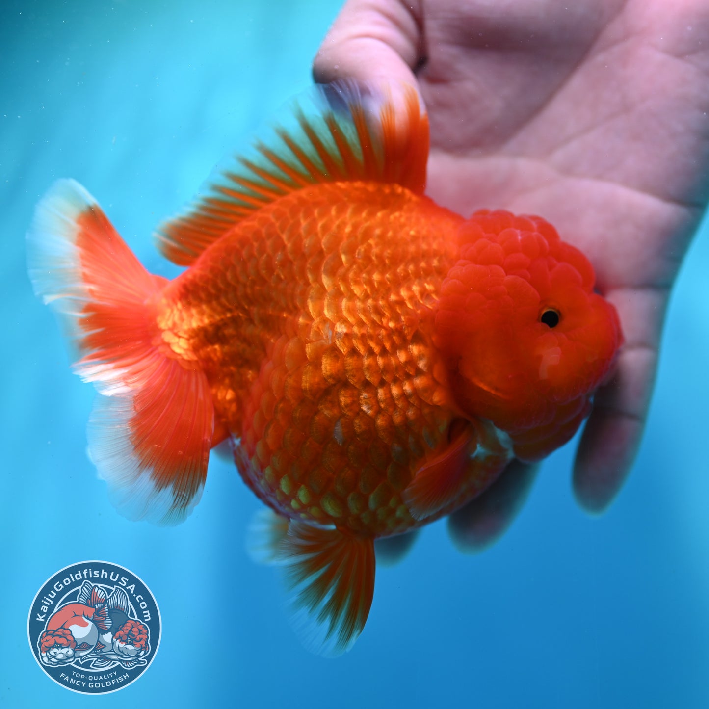 Red White YuanBao Oranda 4.5 inch Body (260501_OR02)