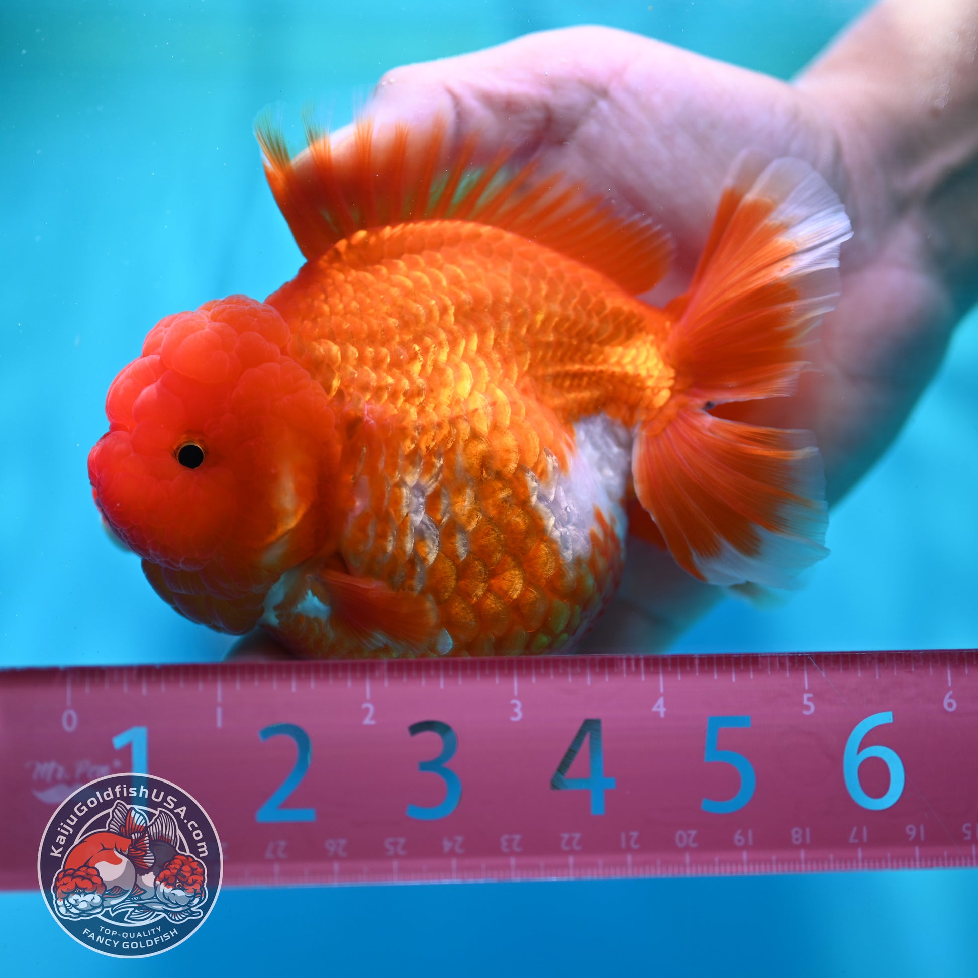 Red White YuanBao Oranda 4.5 inch Body (260501_OR02)