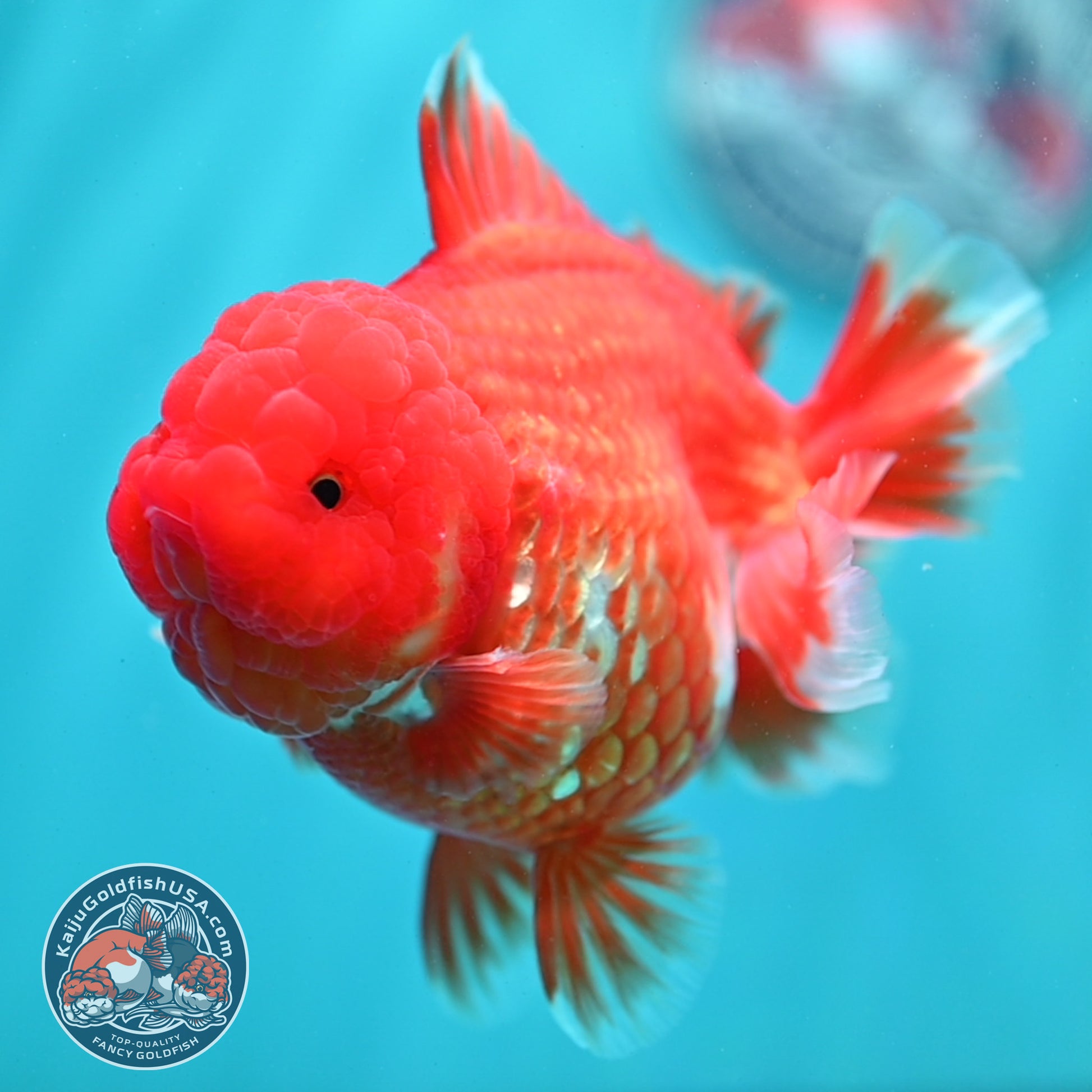 Red White YuanBao Oranda 4.5 inch Body (260501_OR02)