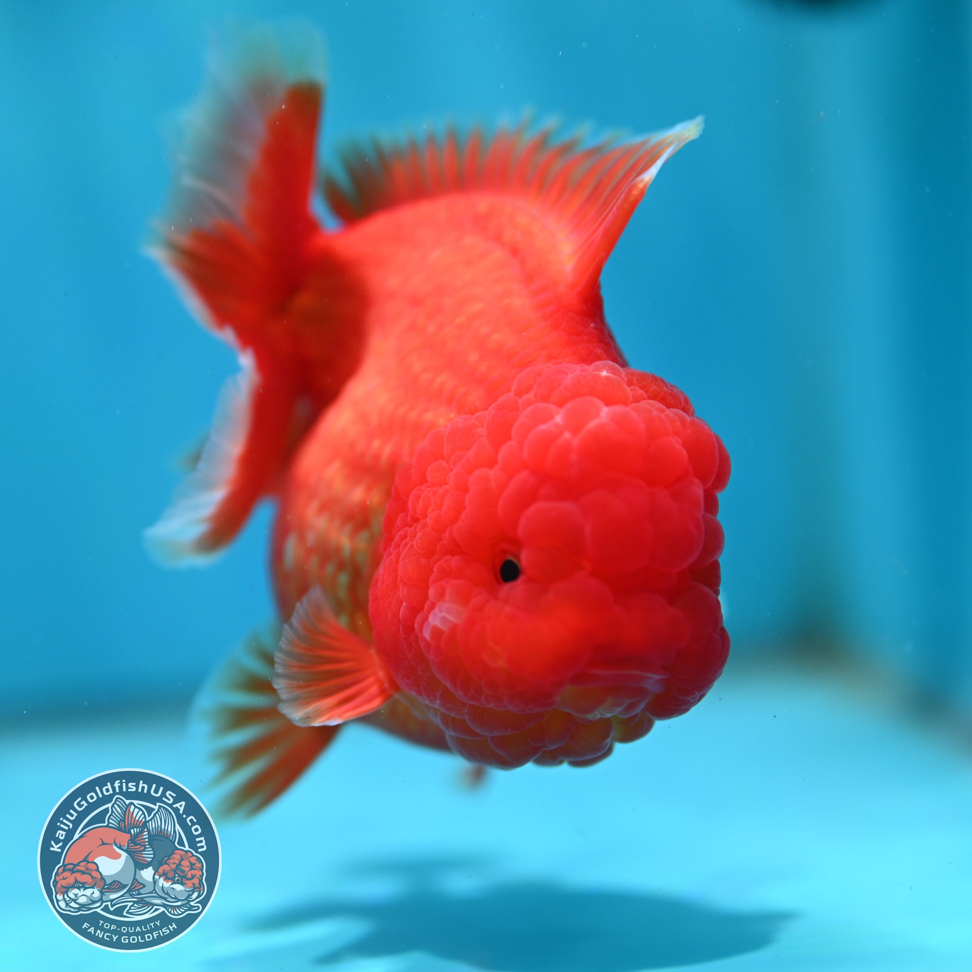 Red White YuanBao Oranda 4.5 inch Body (260501_OR02)
