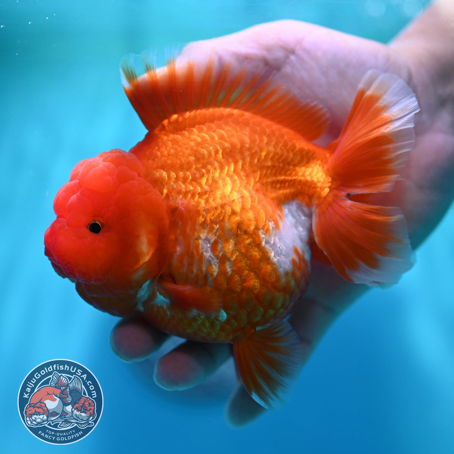 Red White YuanBao Oranda 4.5 inch Body (260501_OR02)