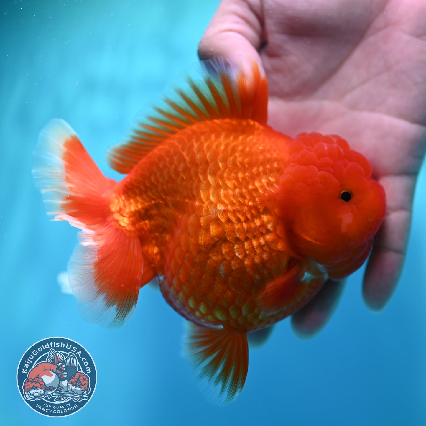 Red White YuanBao Oranda 4.5 inch Body (260501_OR02)