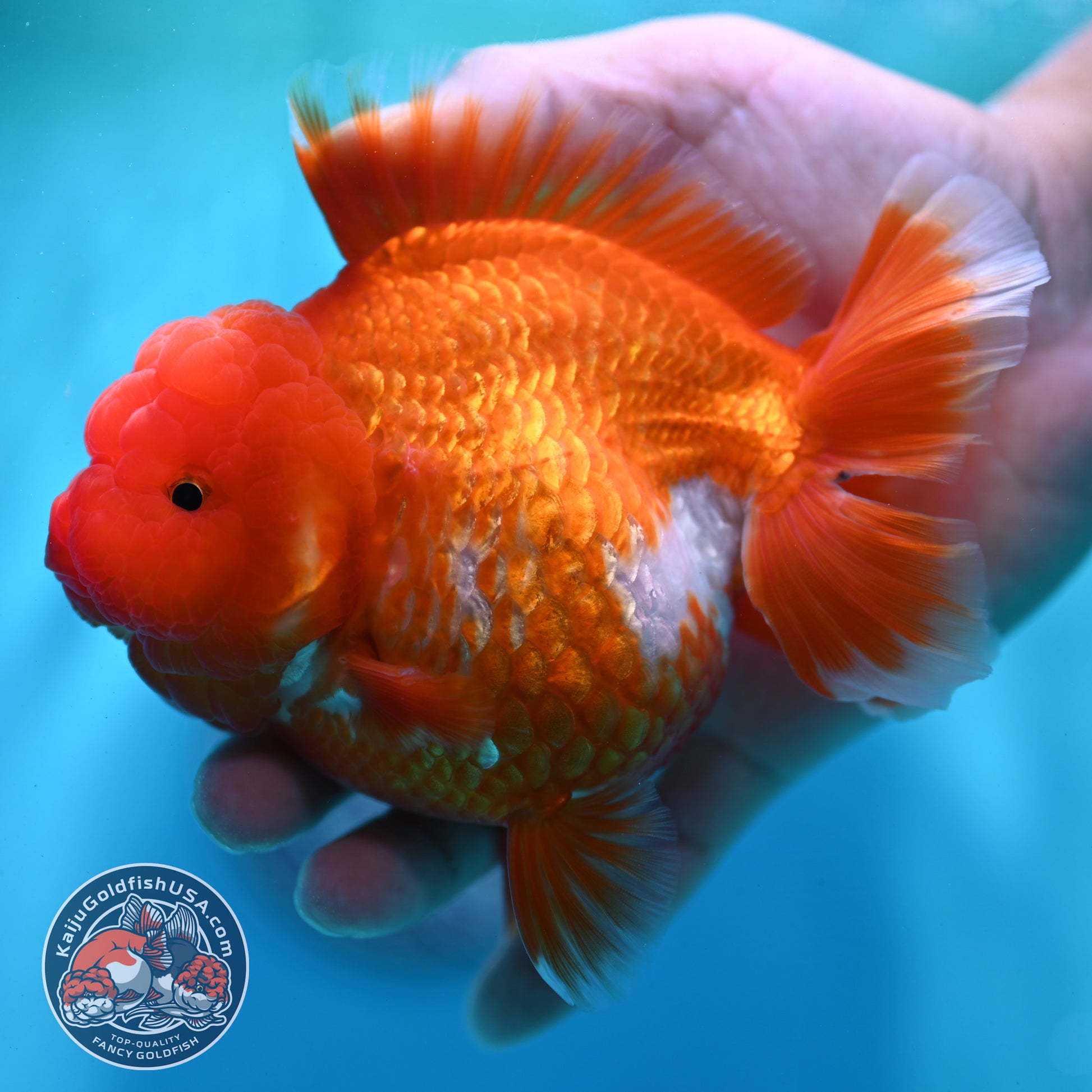 Red White YuanBao Oranda 4.5 inch Body (260501_OR02)