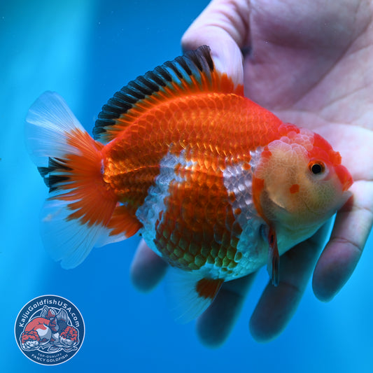 Red White YuanBao Oranda inch Body (260501_OR07)