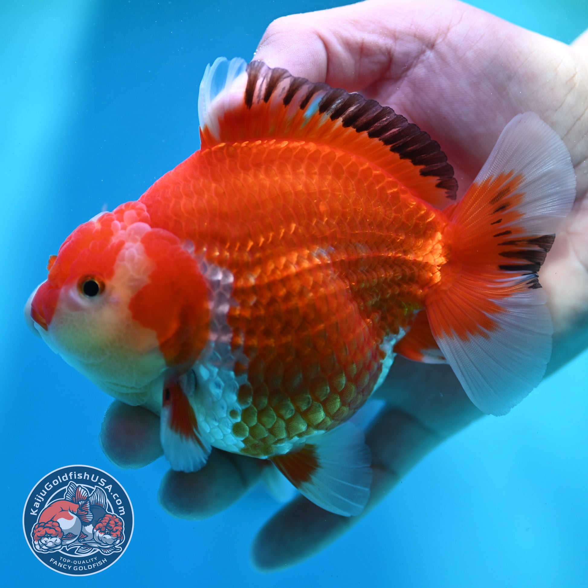 Red White YuanBao Oranda inch Body (260501_OR07)