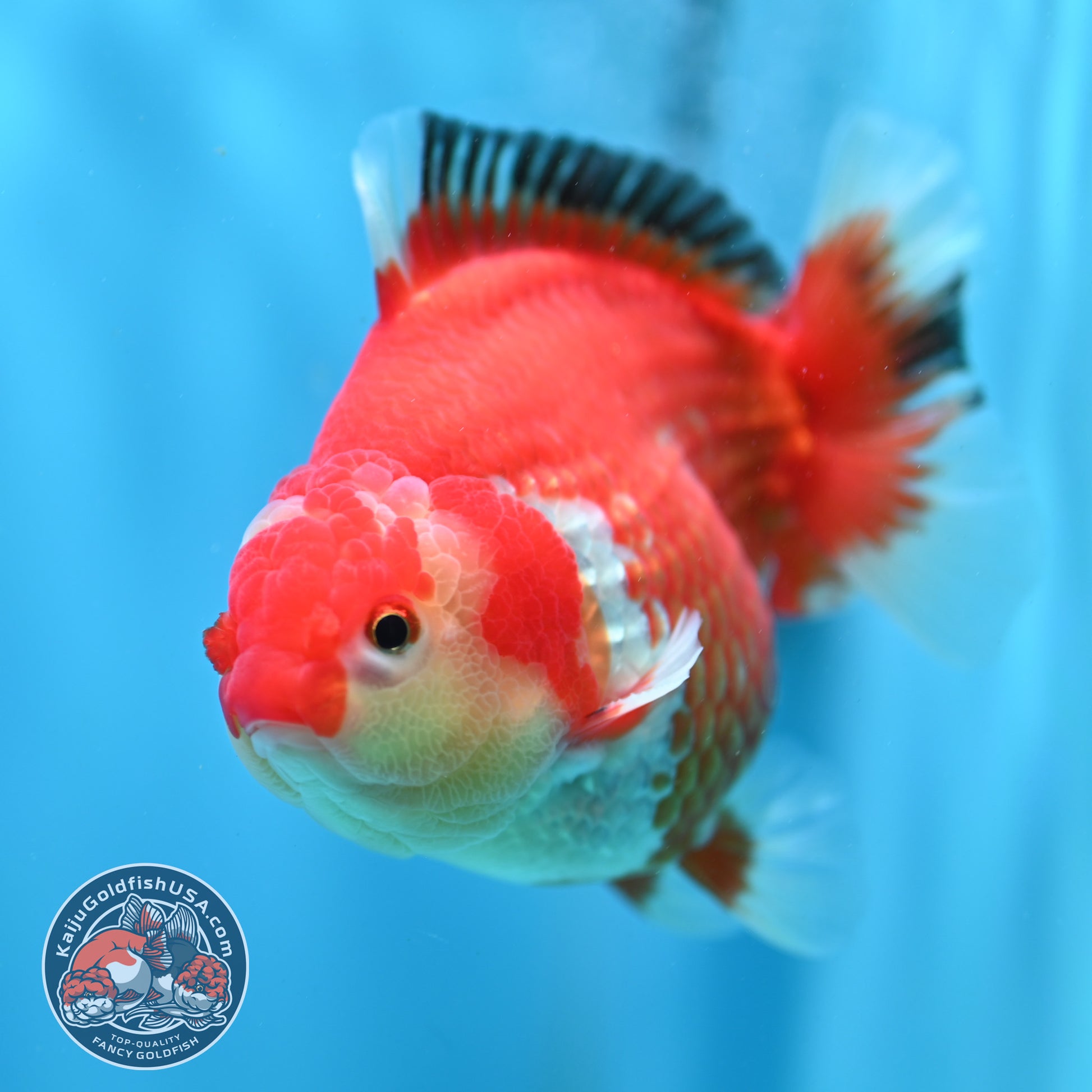 Red White YuanBao Oranda inch Body (260501_OR07)