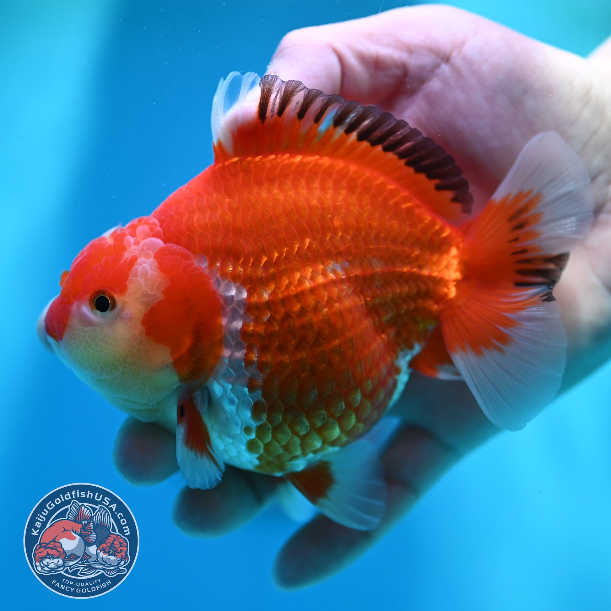 Red White YuanBao Oranda inch Body (260501_OR07)