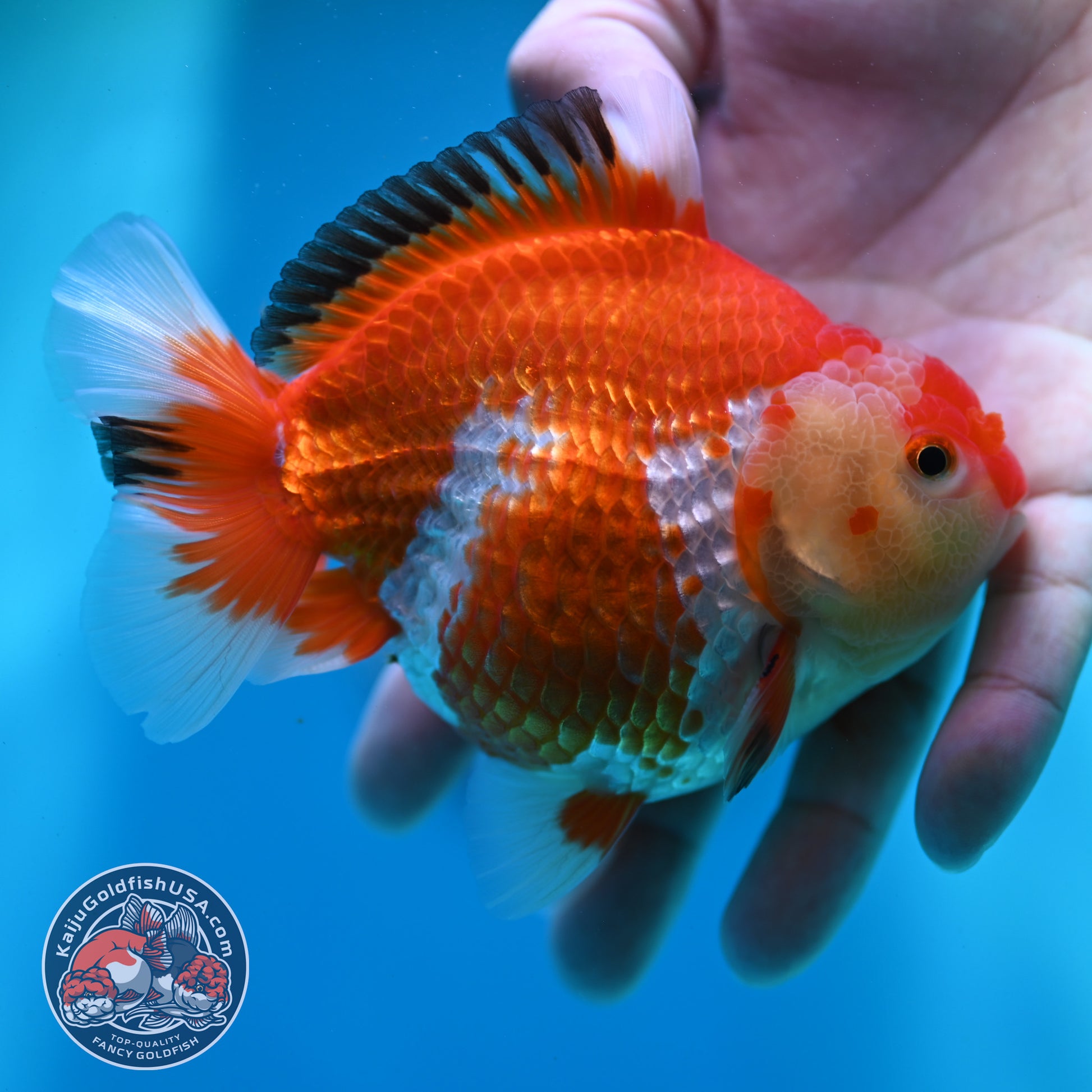 Red White YuanBao Oranda inch Body (260501_OR07)