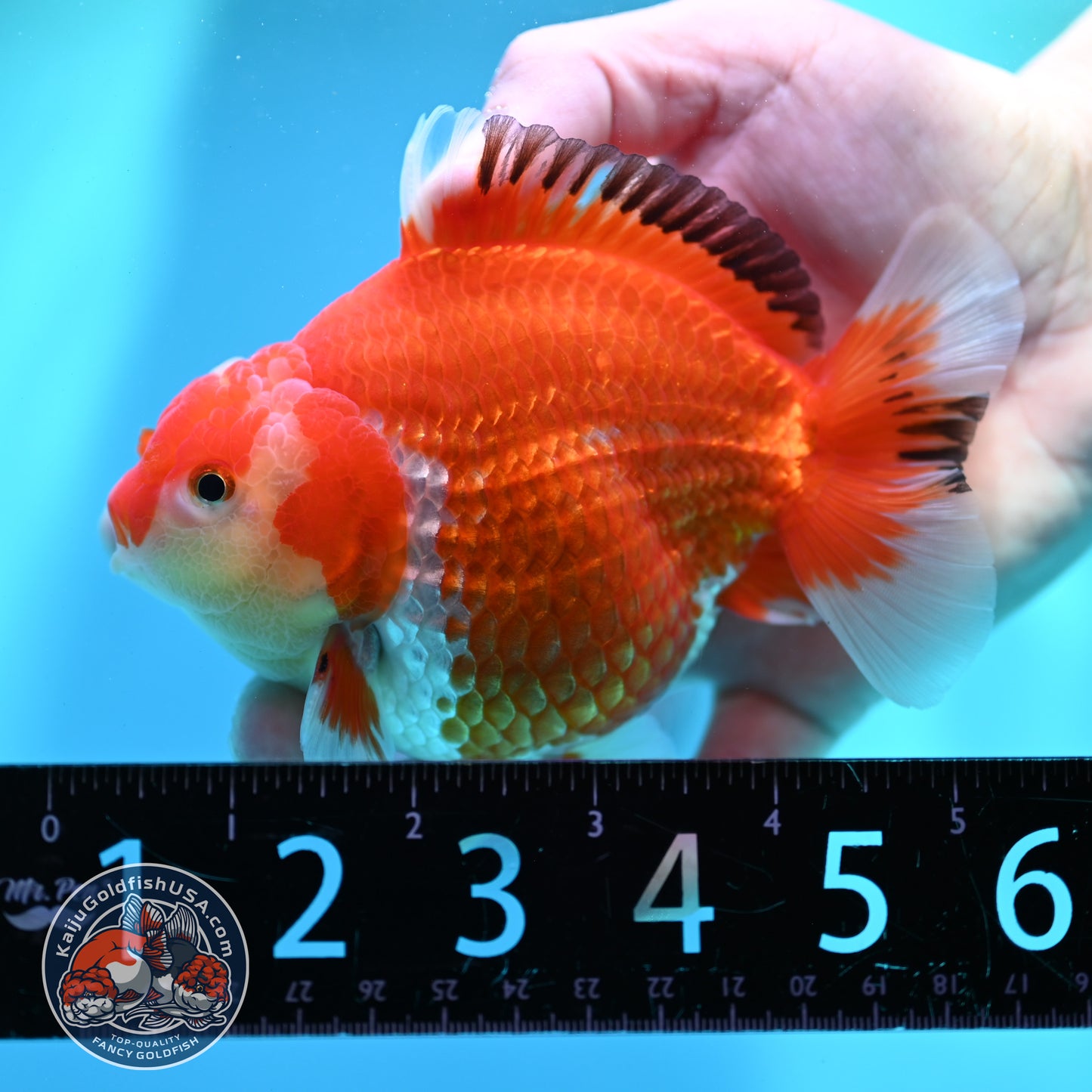 Red White YuanBao Oranda inch Body (260501_OR07)