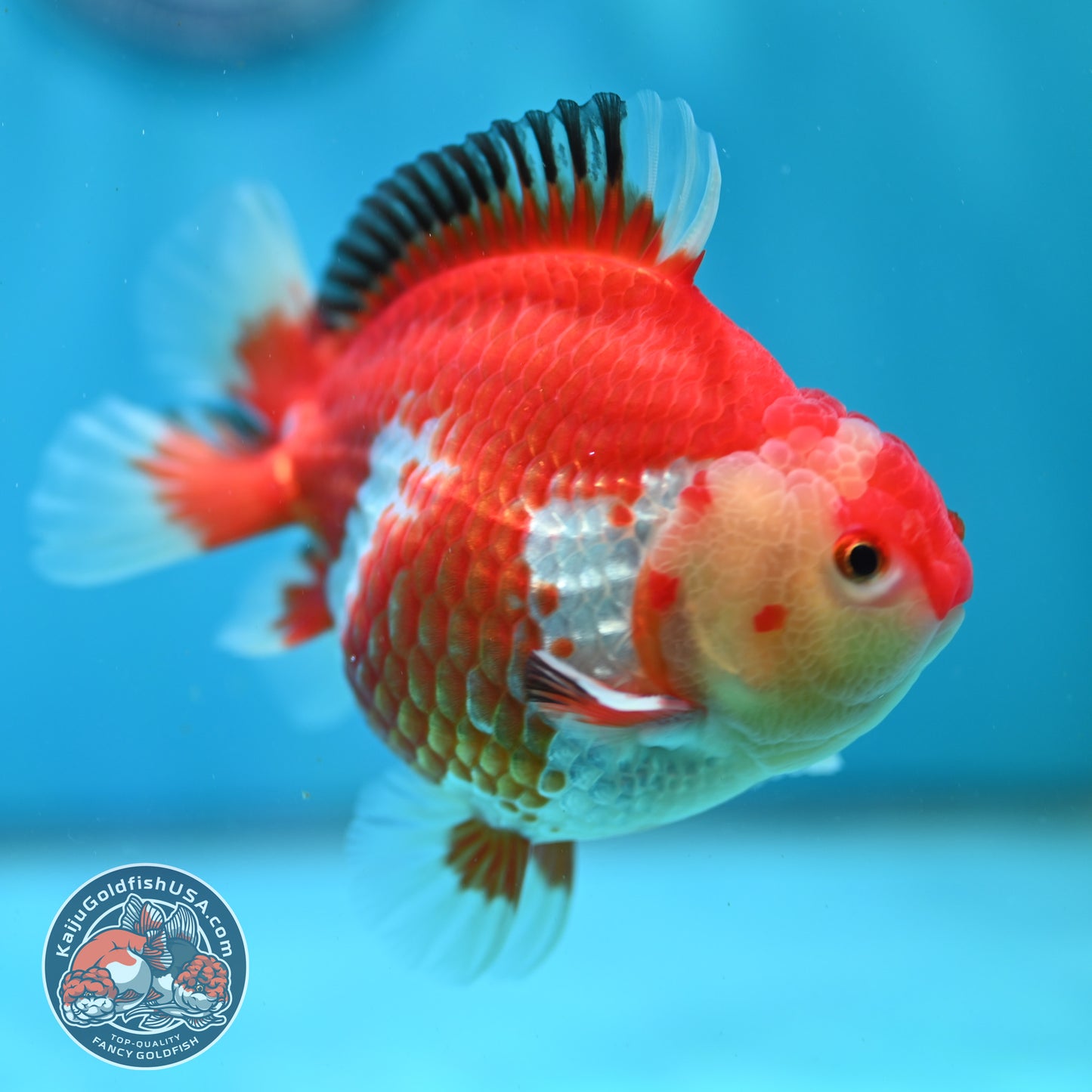 Red White YuanBao Oranda inch Body (260501_OR07)