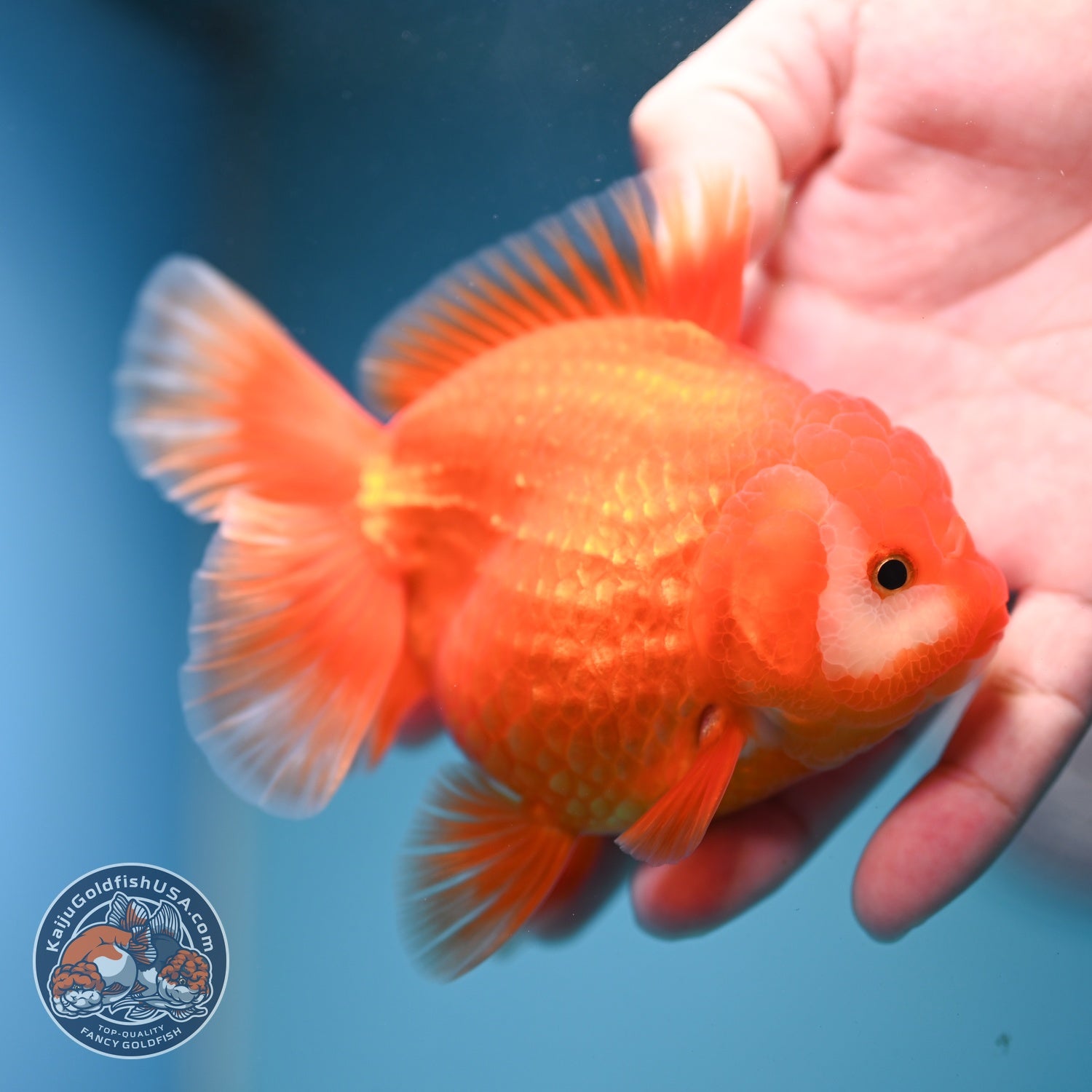 Red White YuanBao Oranda inch Body (260814_OR19)