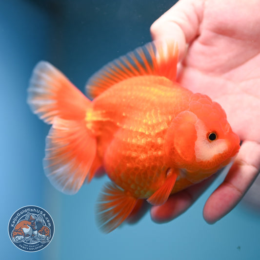 Red White YuanBao Oranda inch Body (260814_OR19)