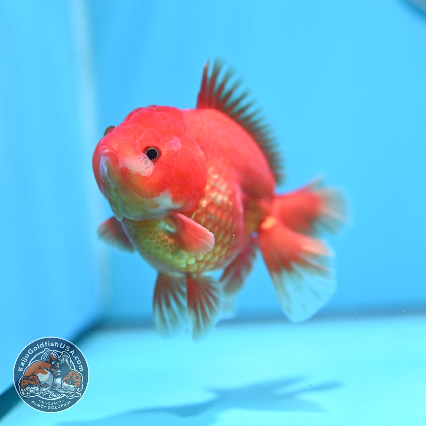 Red White YuanBao Oranda inch Body (260814_OR19)
