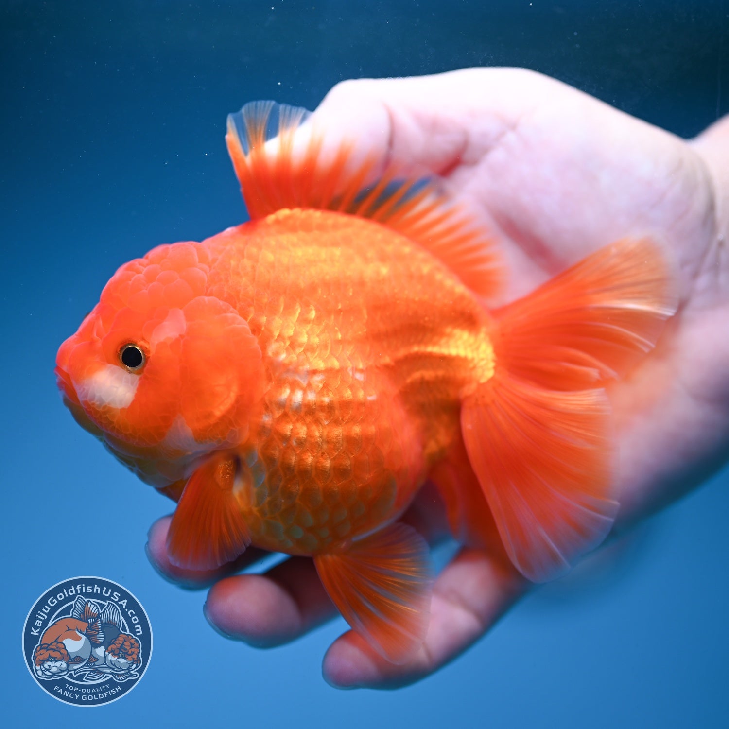Red White YuanBao Oranda inch Body (260814_OR19)
