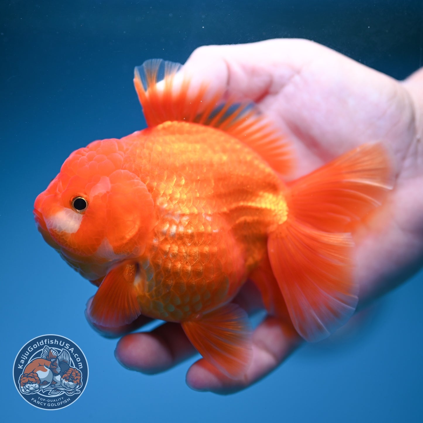 Red White YuanBao Oranda inch Body (260814_OR19)