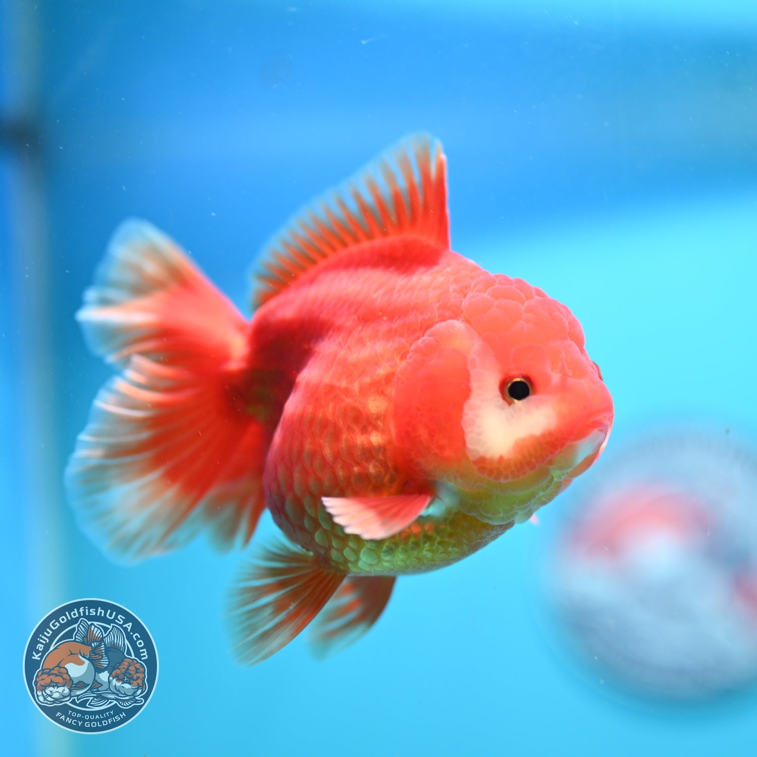 Red White YuanBao Oranda inch Body (260814_OR19)