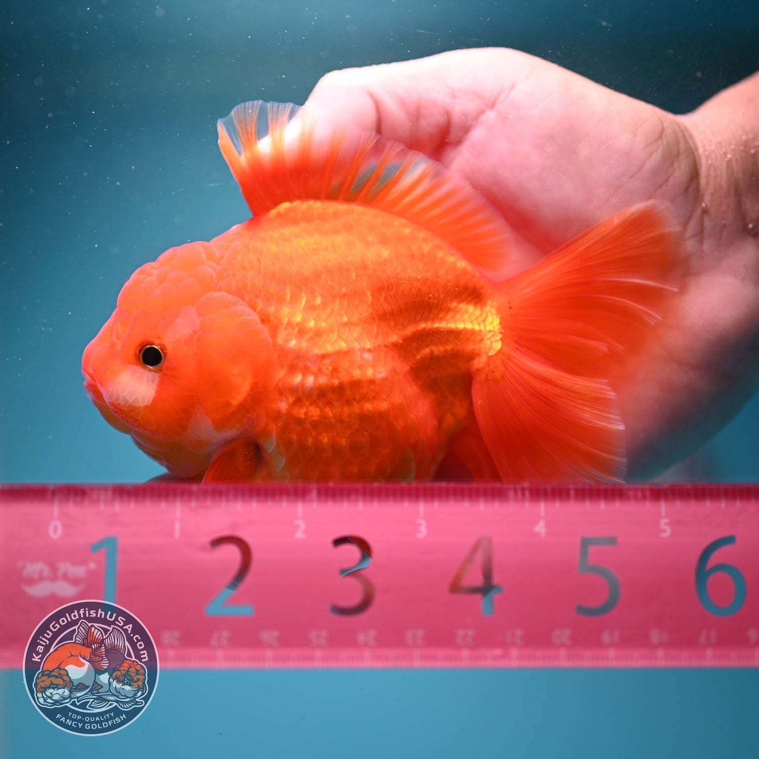 Red White YuanBao Oranda inch Body (260814_OR19)