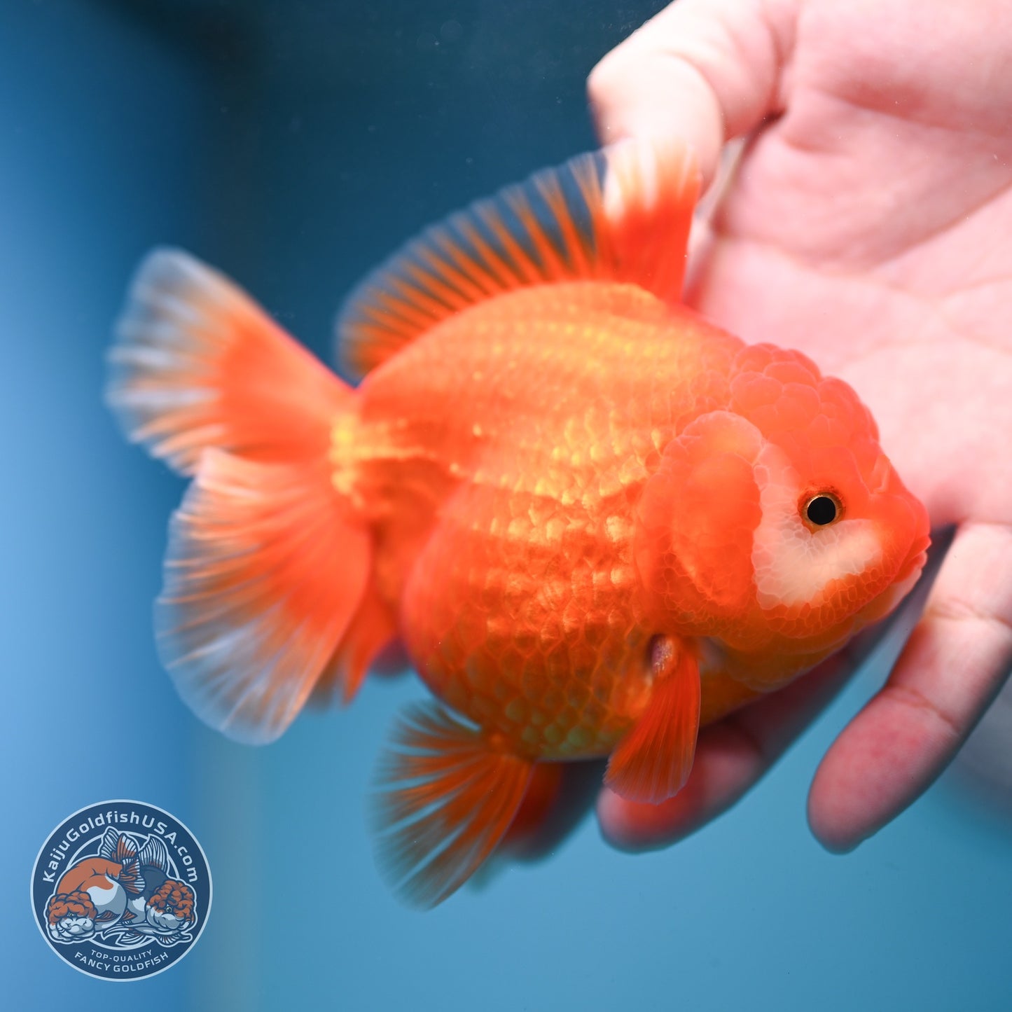 Red White YuanBao Oranda inch Body (260814_OR19)