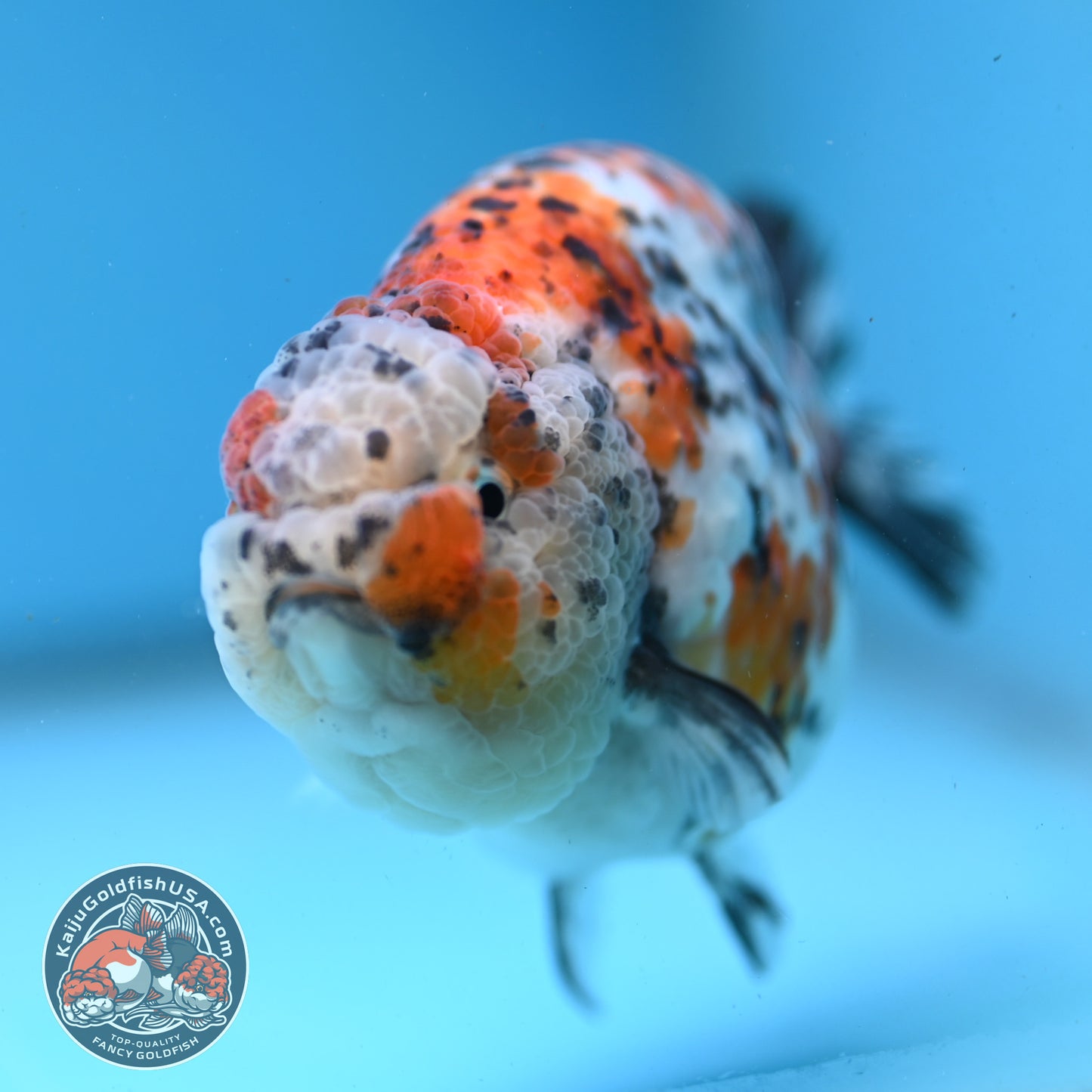 Round Body Calico Ranchu 4 inch Body (251121_RC02)