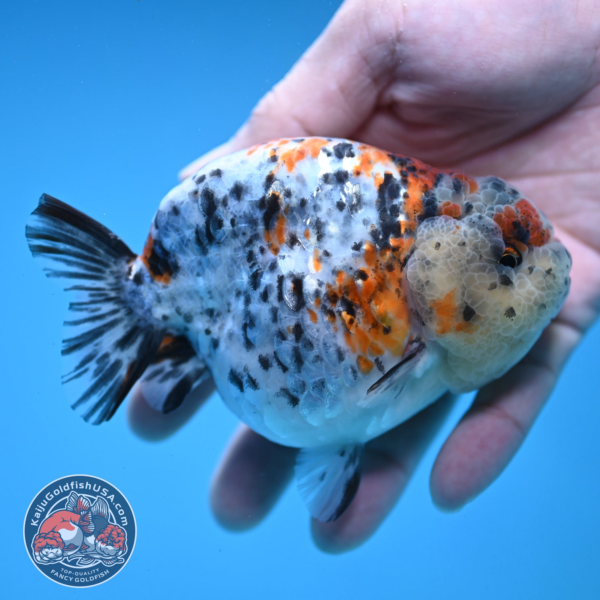 Round Body Calico Ranchu 4 inch Body (251121_RC02)