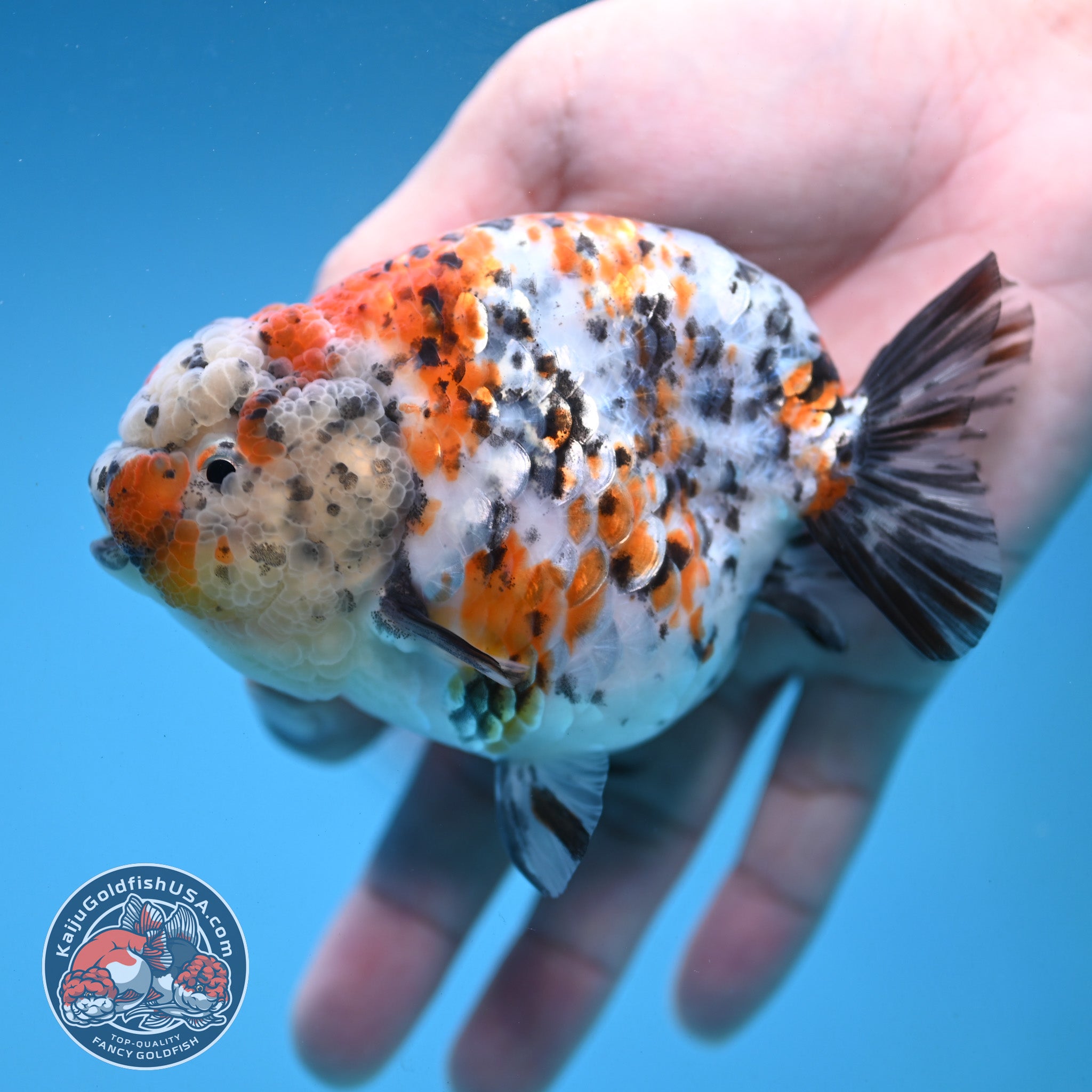 Round Body Calico Ranchu 4 inch Body (251121_RC02) – Kaiju Goldfish USA