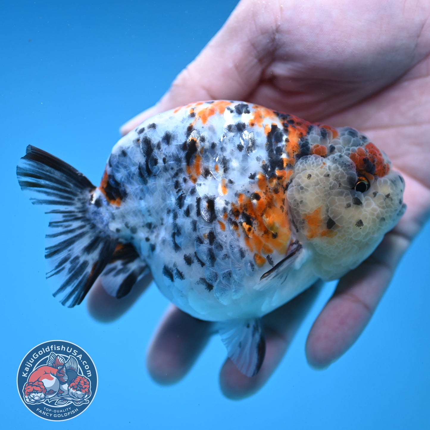 Round Body Calico Ranchu 4 inch Body (251121_RC02)
