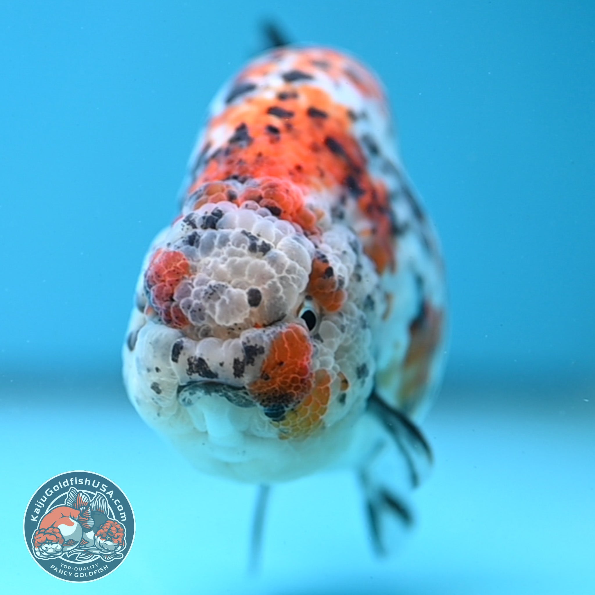 Round Body Calico Ranchu 4 inch Body (251121_RC02) – Kaiju Goldfish USA