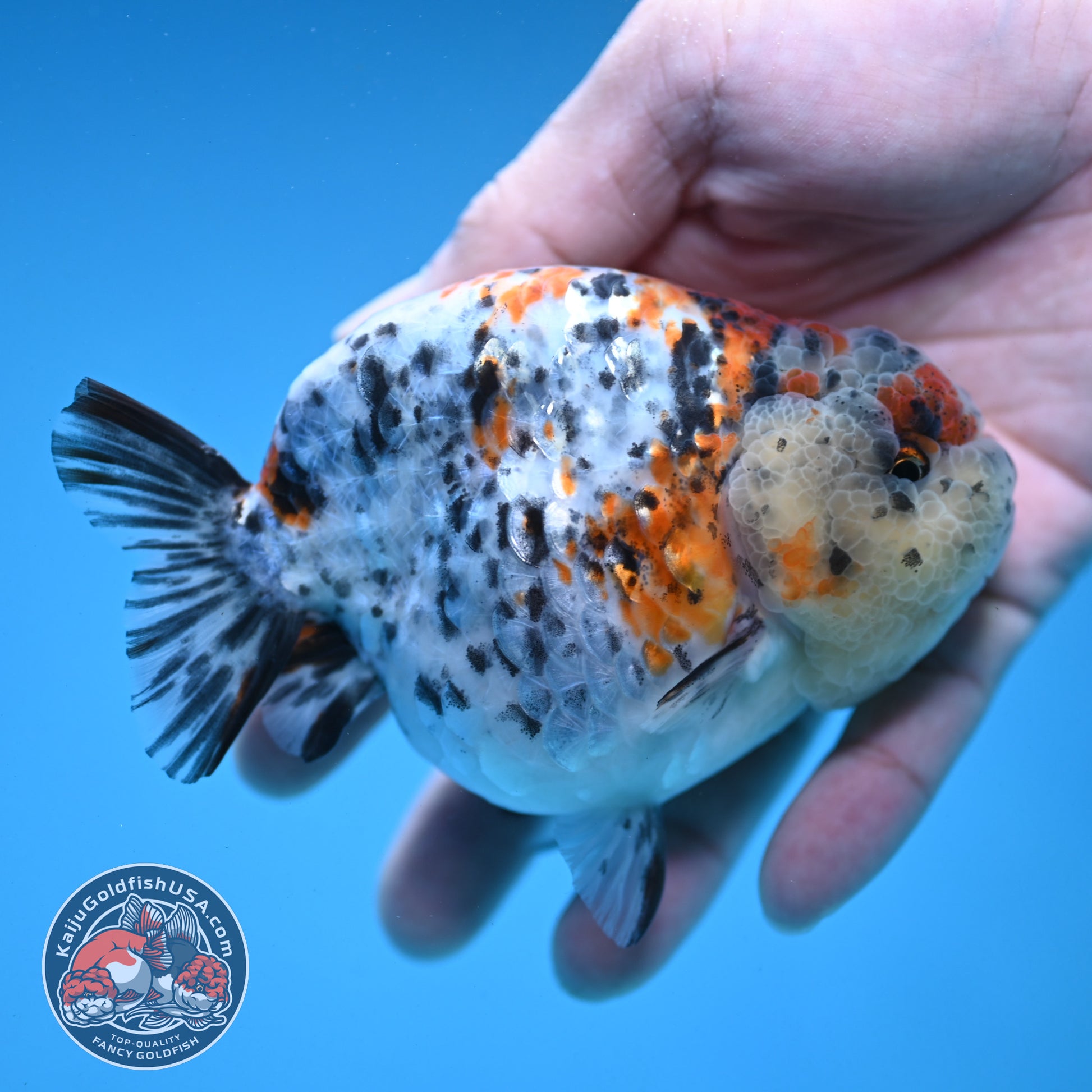 Round Body Calico Ranchu 4 inch Body (251121_RC02)