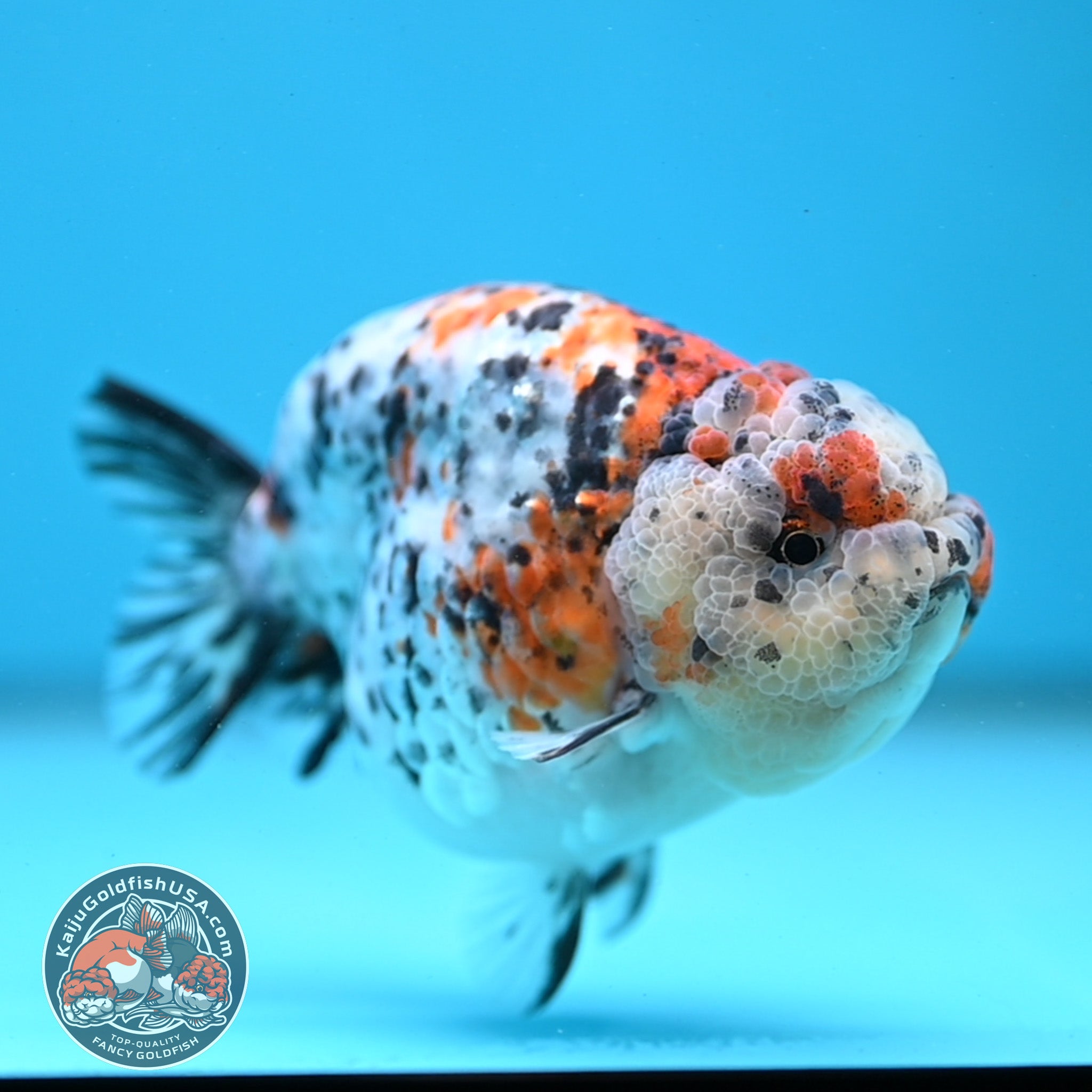 Round Body Calico Ranchu 4 inch Body (251121_RC02) – Kaiju Goldfish USA