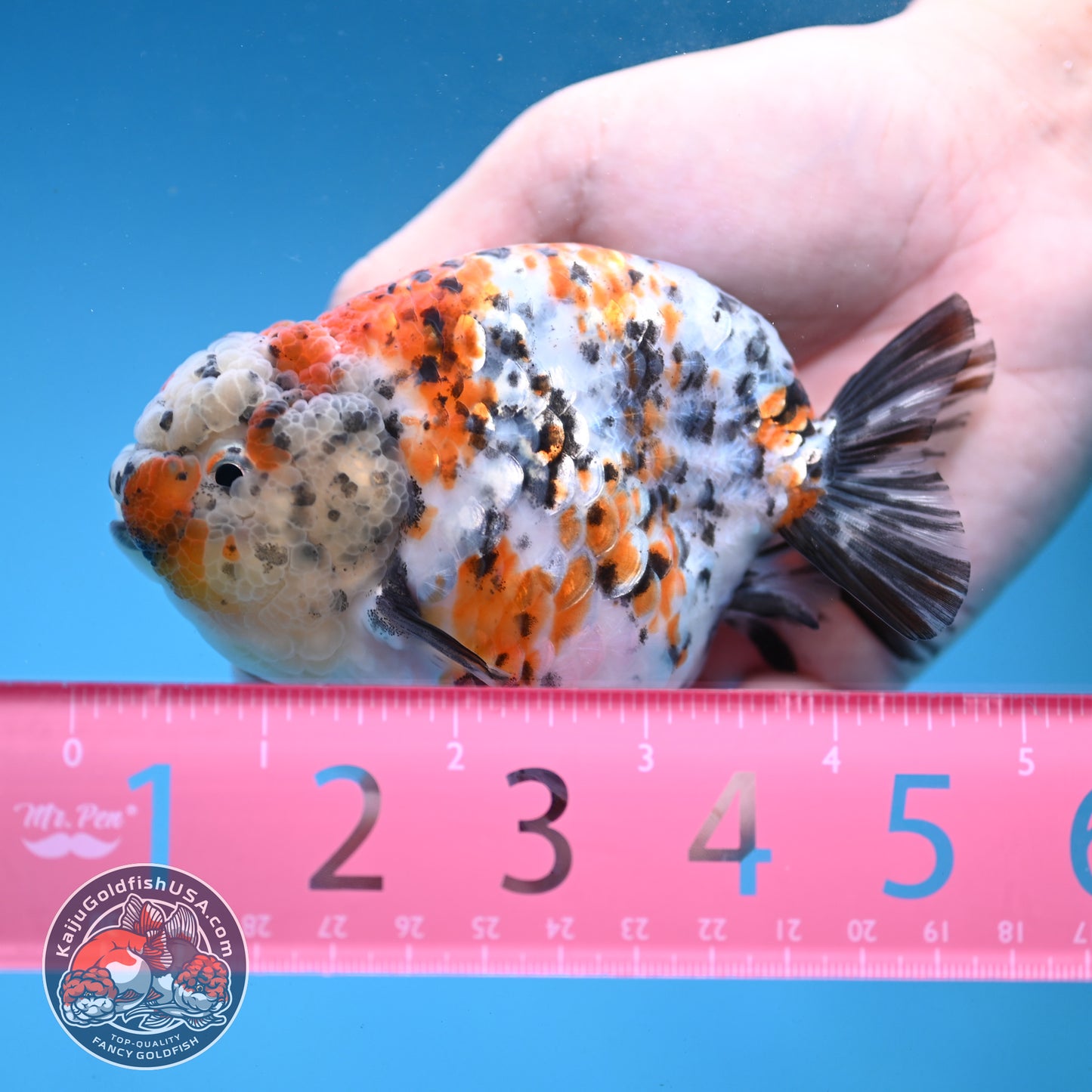 Round Body Calico Ranchu 4 inch Body (251121_RC02)