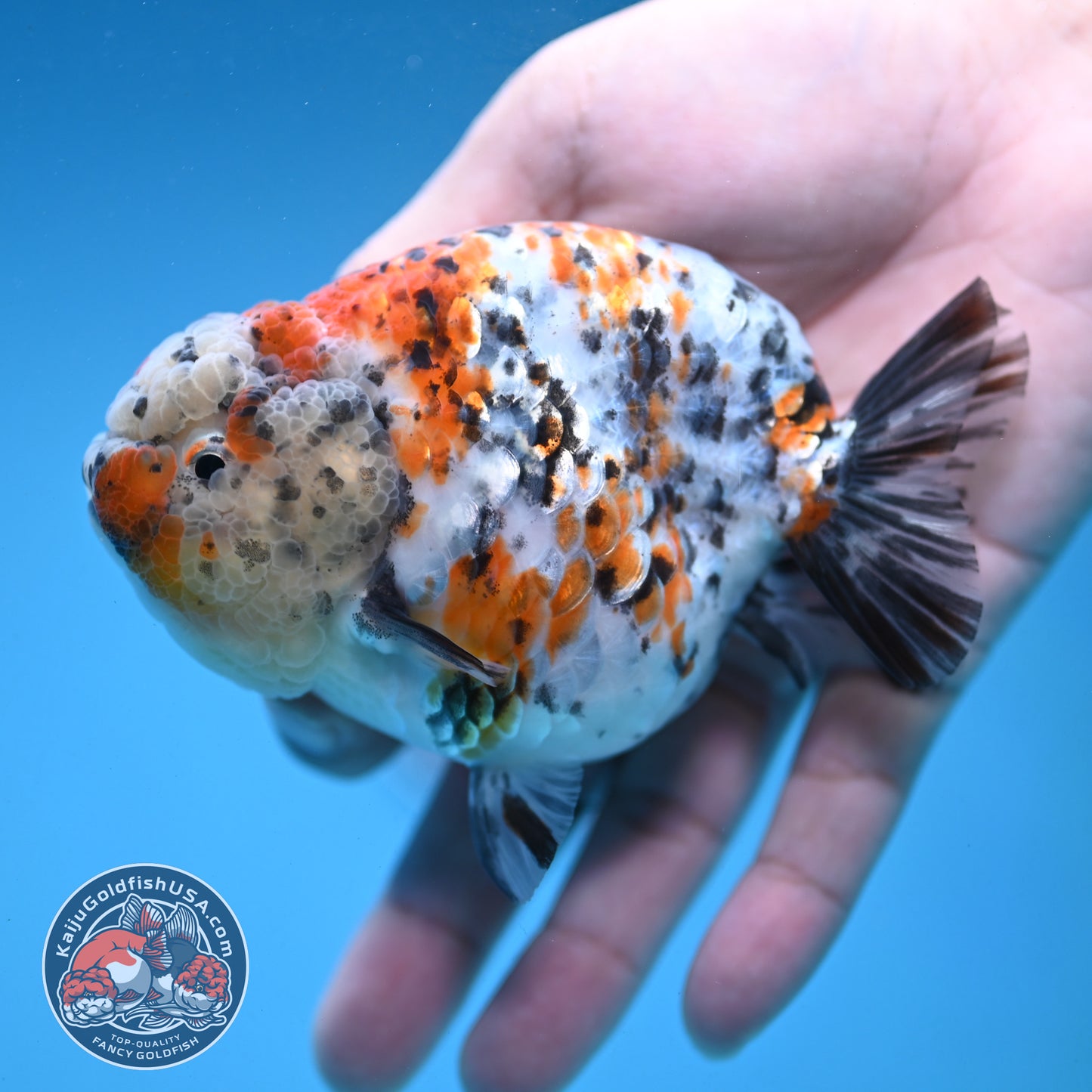 Round Body Calico Ranchu 4 inch Body (251121_RC02)