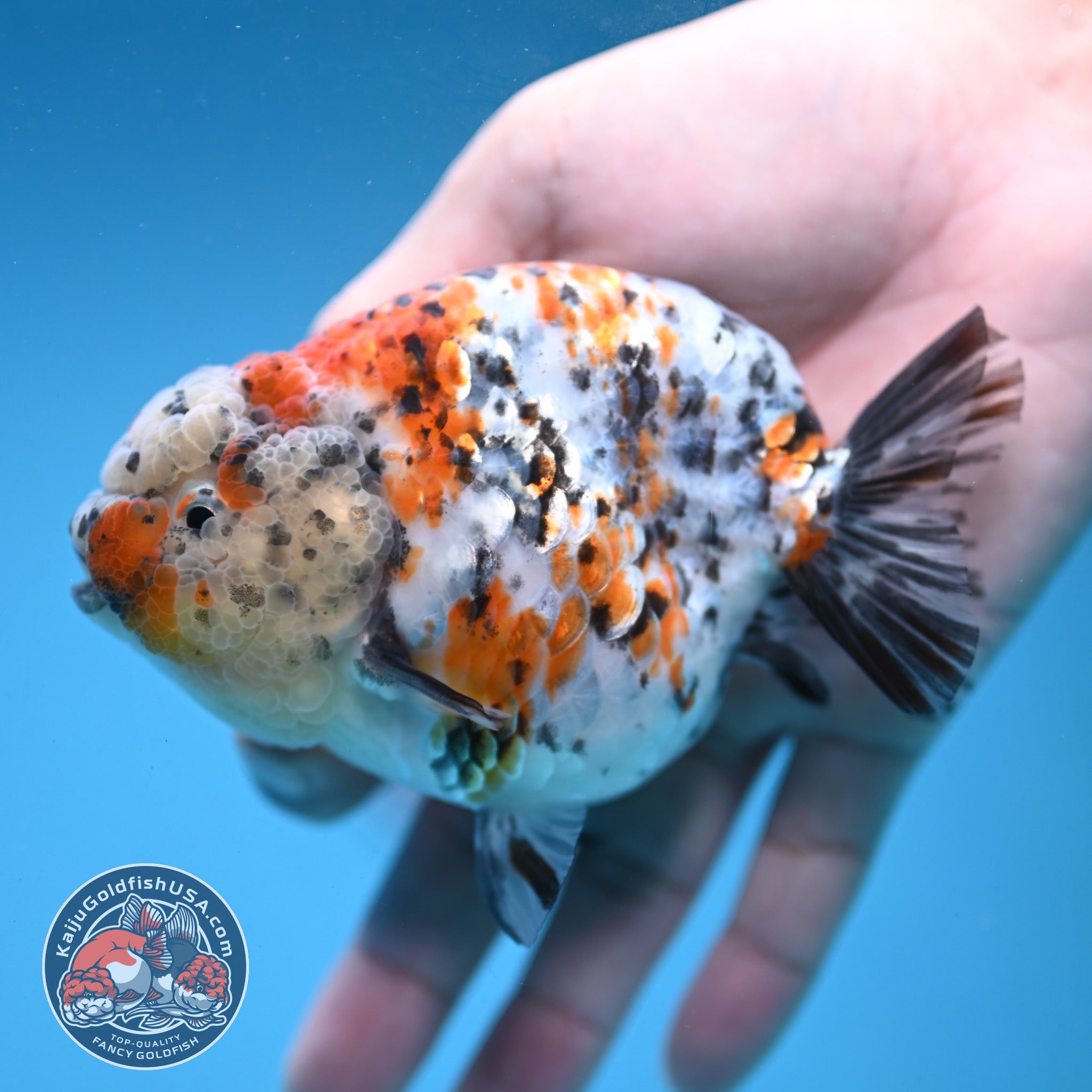 Round Body Calico Ranchu 4 inch Body (251121_RC02) – Kaiju Goldfish USA
