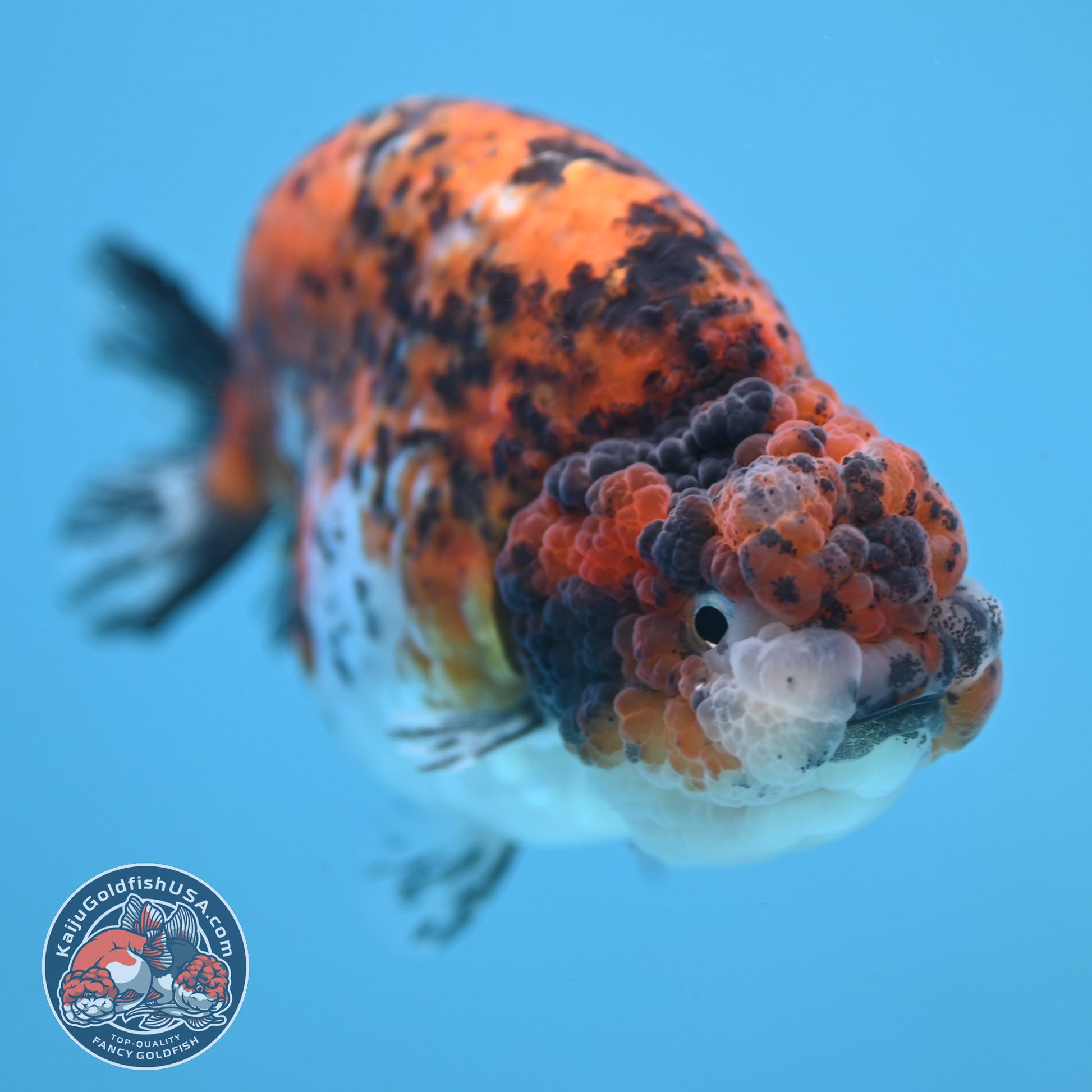 Round Body Tiger Ranchu 4 inch Body (251121_RC03)