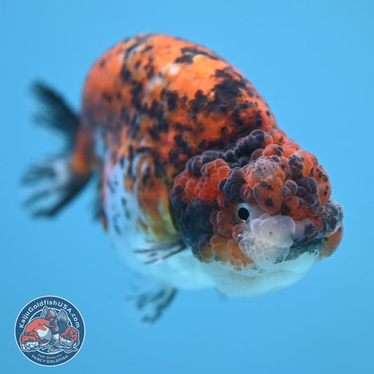 Round Body Tiger Ranchu 4 inch Body (251121_RC03)