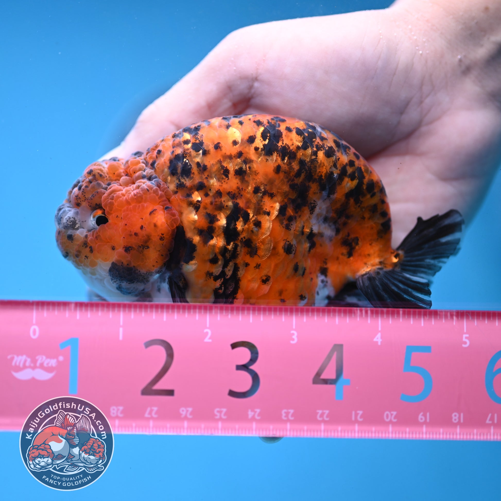 Round Body Tiger Ranchu 4 inch Body (251121_RC03)