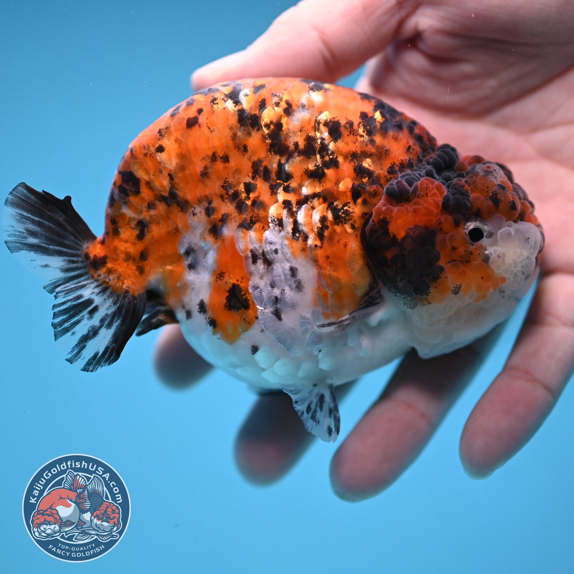 Round Body Tiger Ranchu 4 inch Body (251121_RC03)