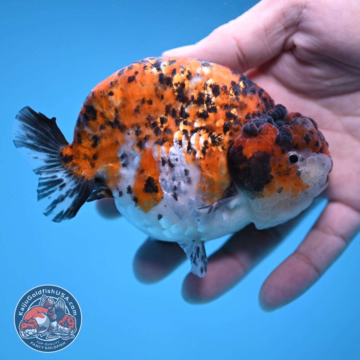 Round Body Tiger Ranchu 4 inch Body (251121_RC03)