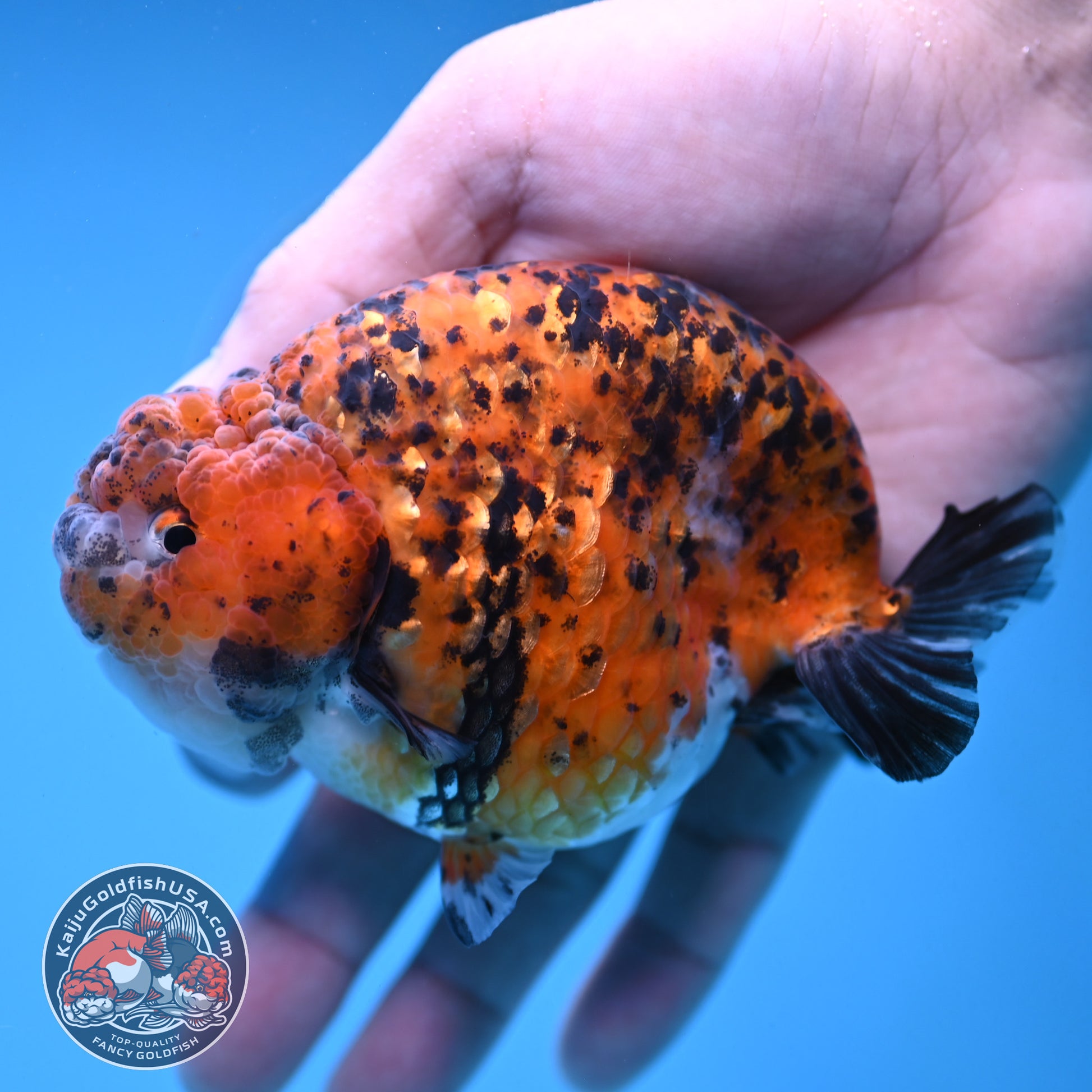 Round Body Tiger Ranchu 4 inch Body (251121_RC03)