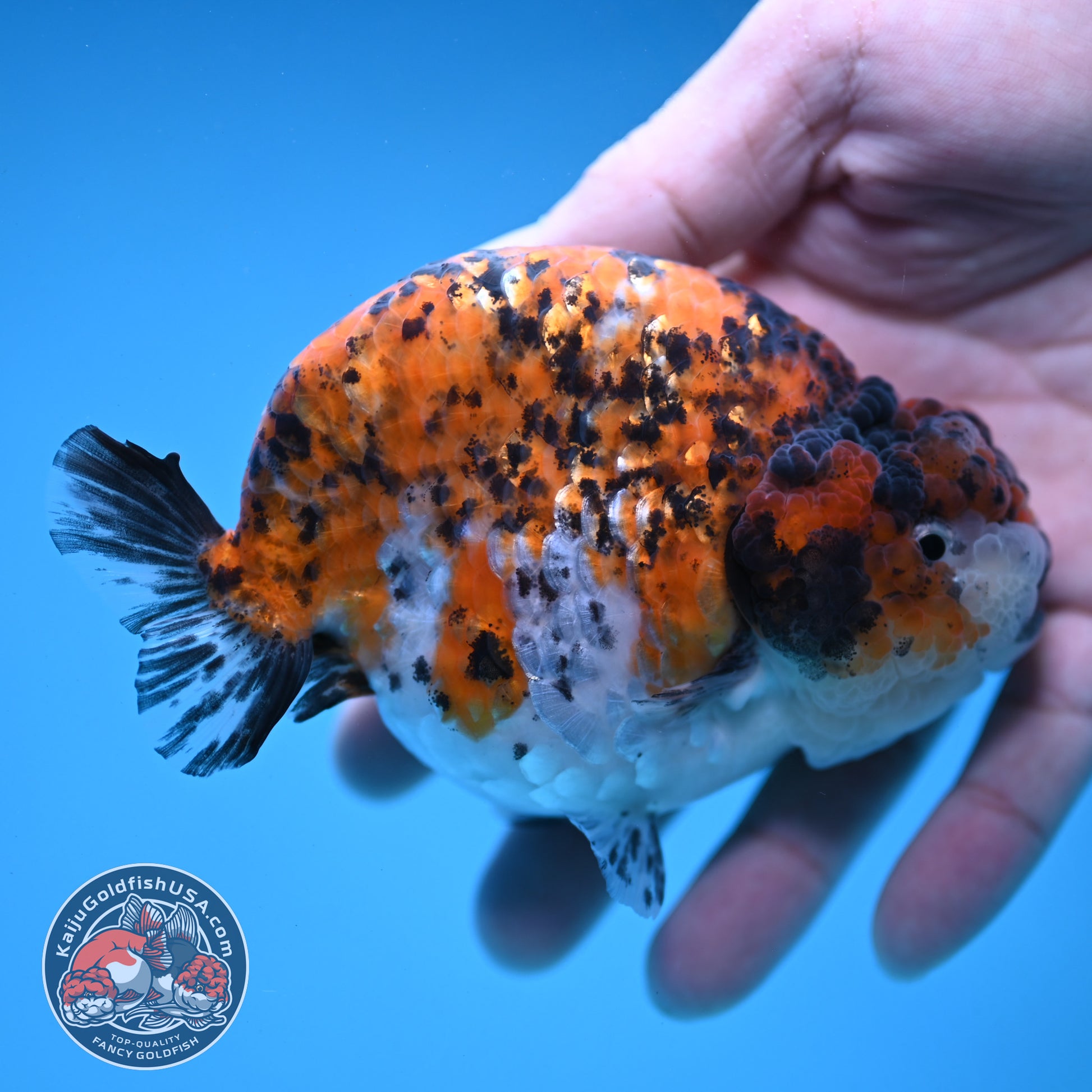 Round Body Tiger Ranchu 4 inch Body (251121_RC03)