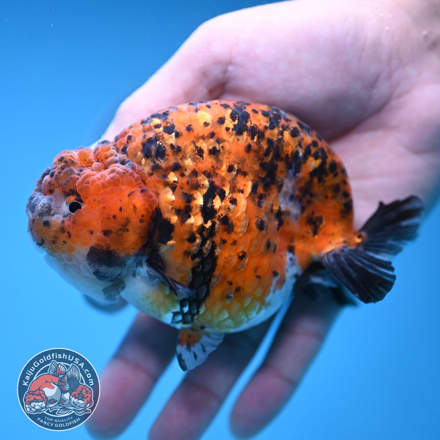 Round Body Tiger Ranchu 4 inch Body (251121_RC03)