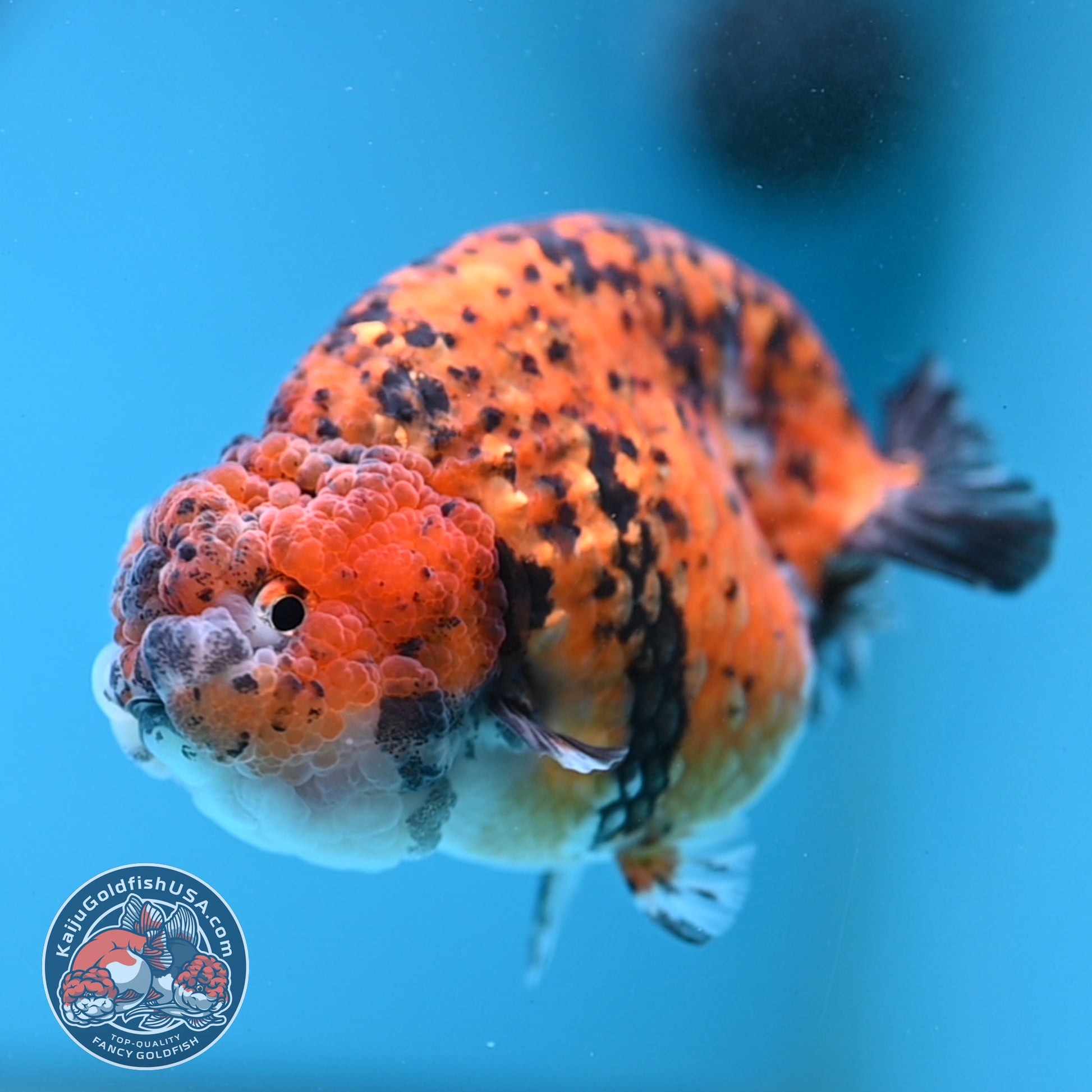 Round Body Tiger Ranchu 4 inch Body (251121_RC03)
