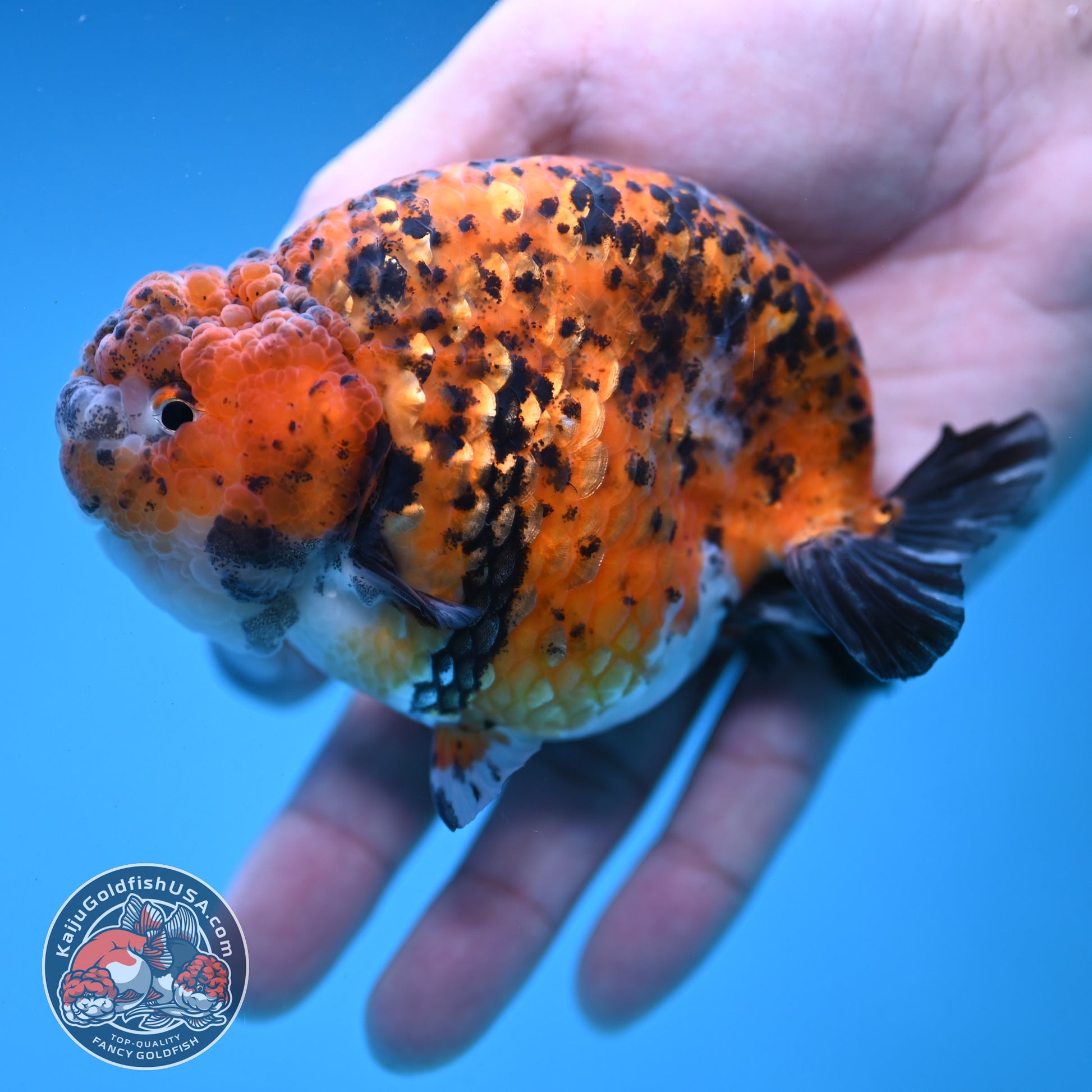 Round Body Tiger Ranchu 4 inch Body (251121_RC03)
