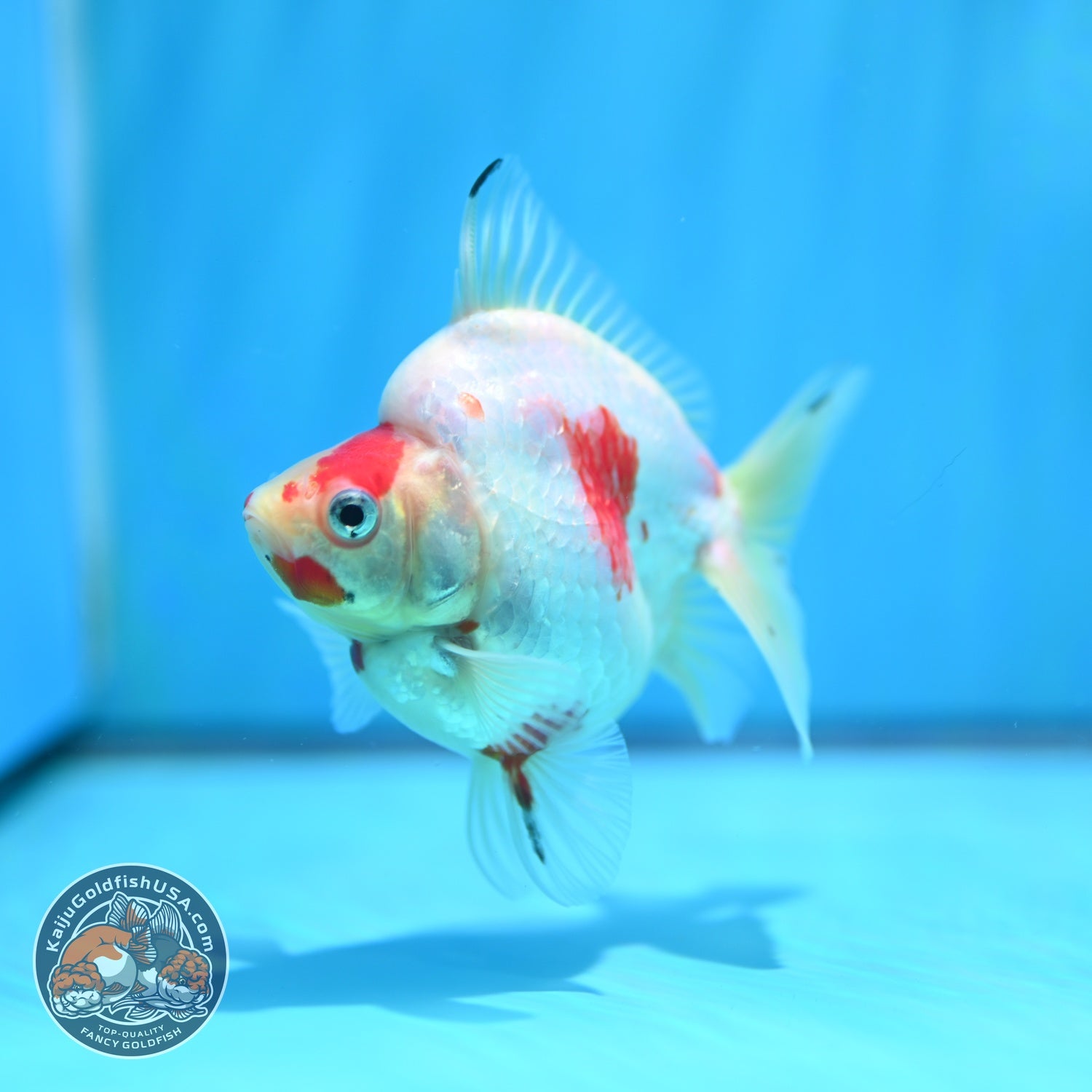 Sakura Broad Tail Ryukin 3.2 inch Body (260605_RY04)