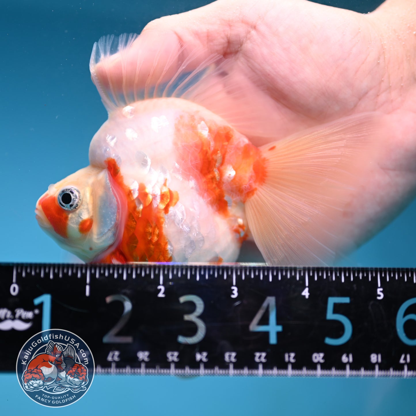 Sakura Broad Tail Ryukin 3.5 inch Body (251219_RY01)