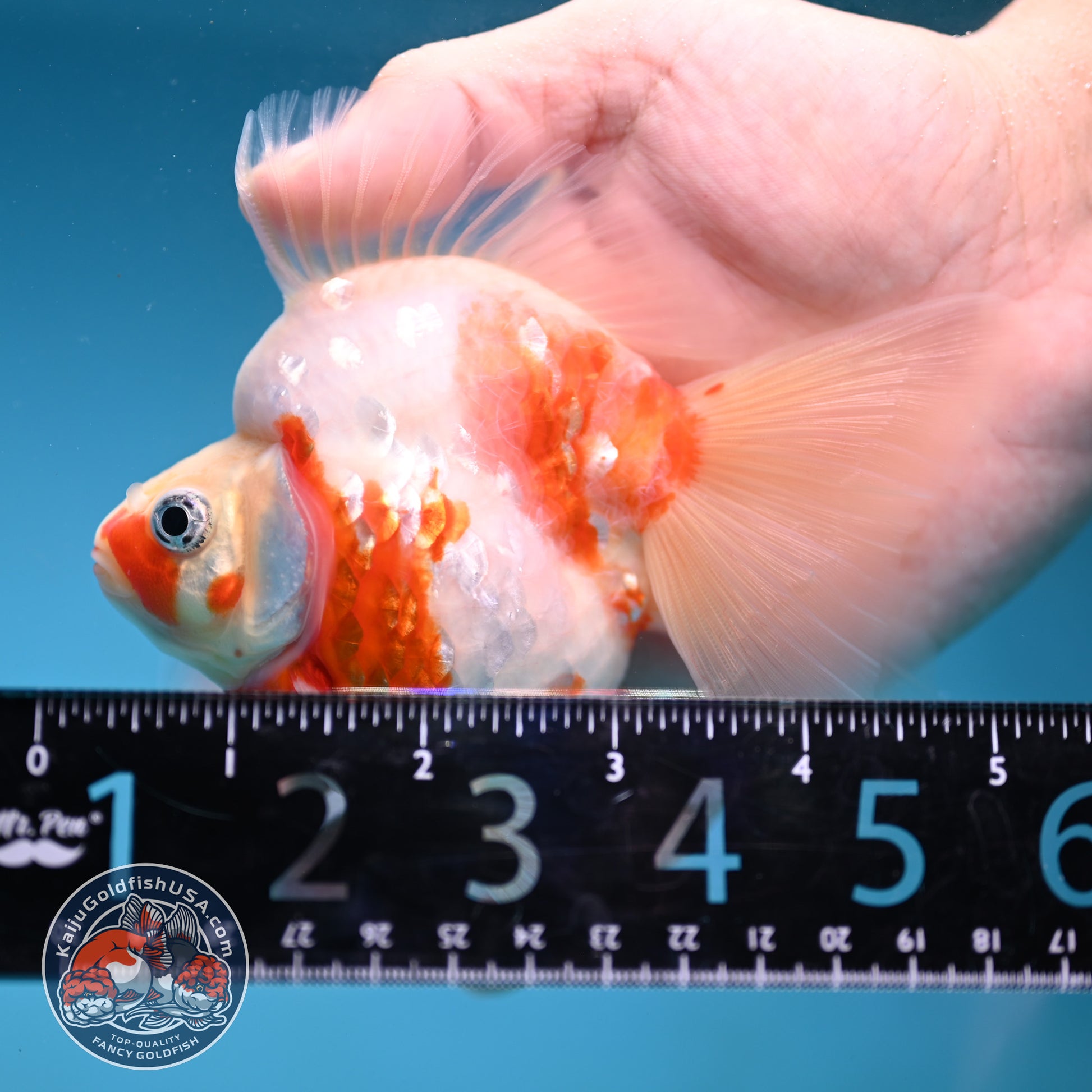 Sakura Broad Tail Ryukin 3.5 inch Body (251219_RY01)