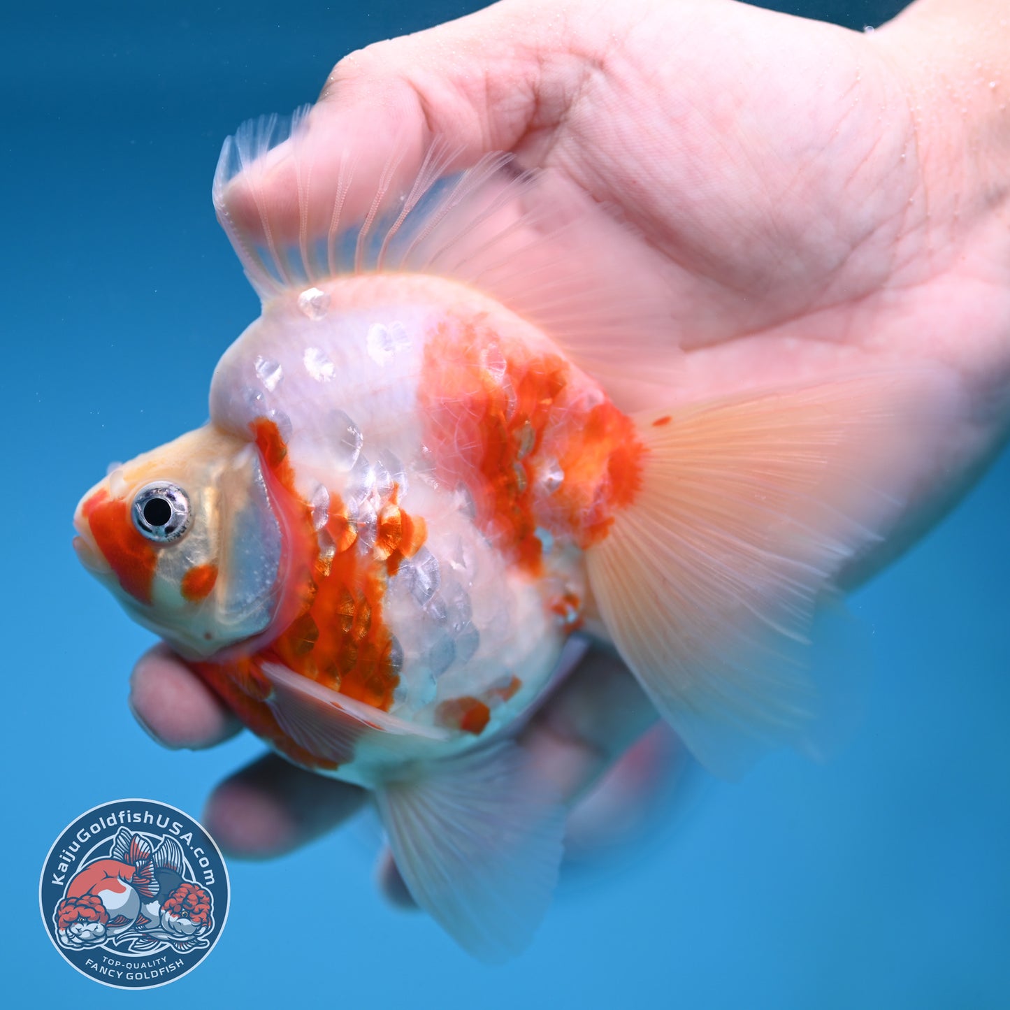 Sakura Broad Tail Ryukin 3.5 inch Body (251219_RY01)
