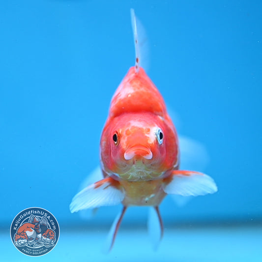 Sakura Broadtail Ryukin 3.5 inch Body (251031_RY01)