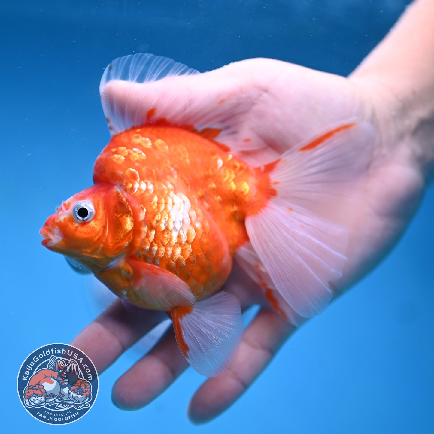 Sakura Broadtail Ryukin 3.5 inch Body (251031_RY01)