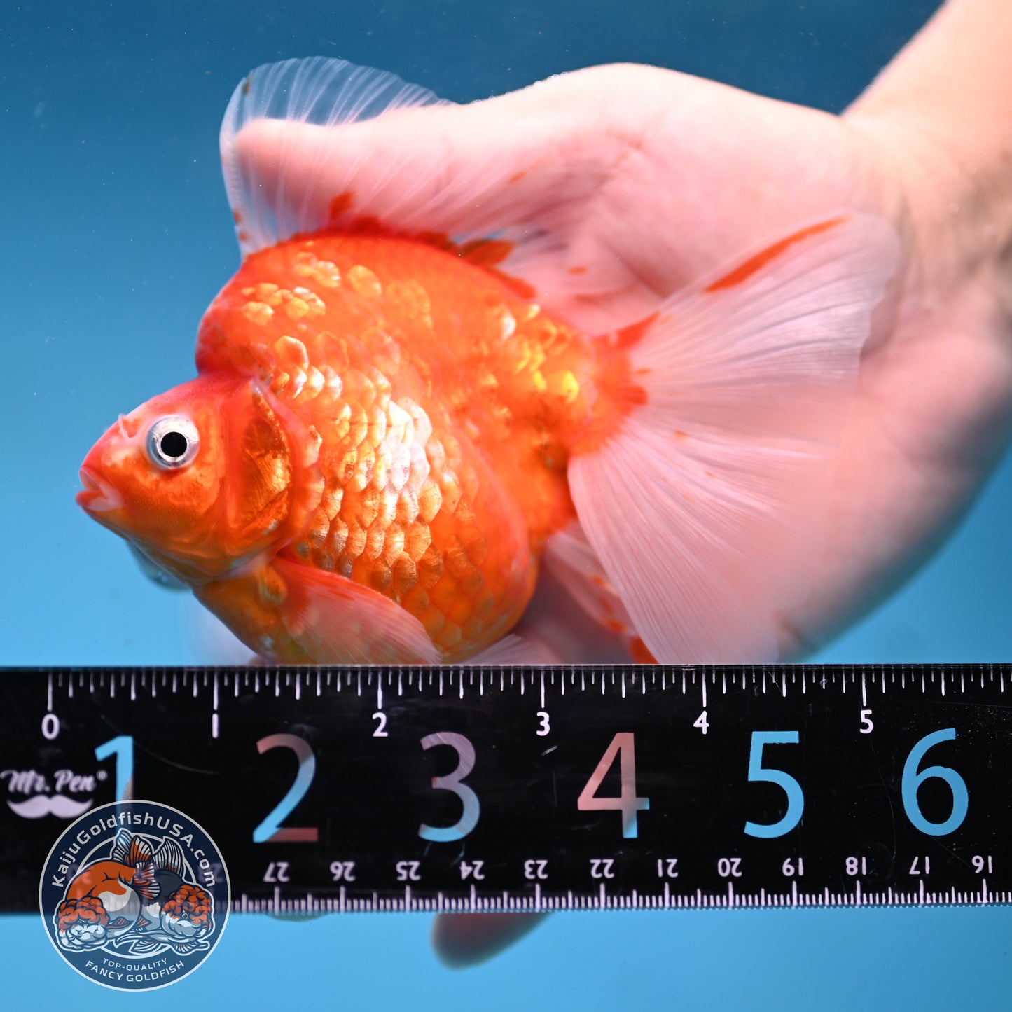 Sakura Broadtail Ryukin 3.5 inch Body (251031_RY01)